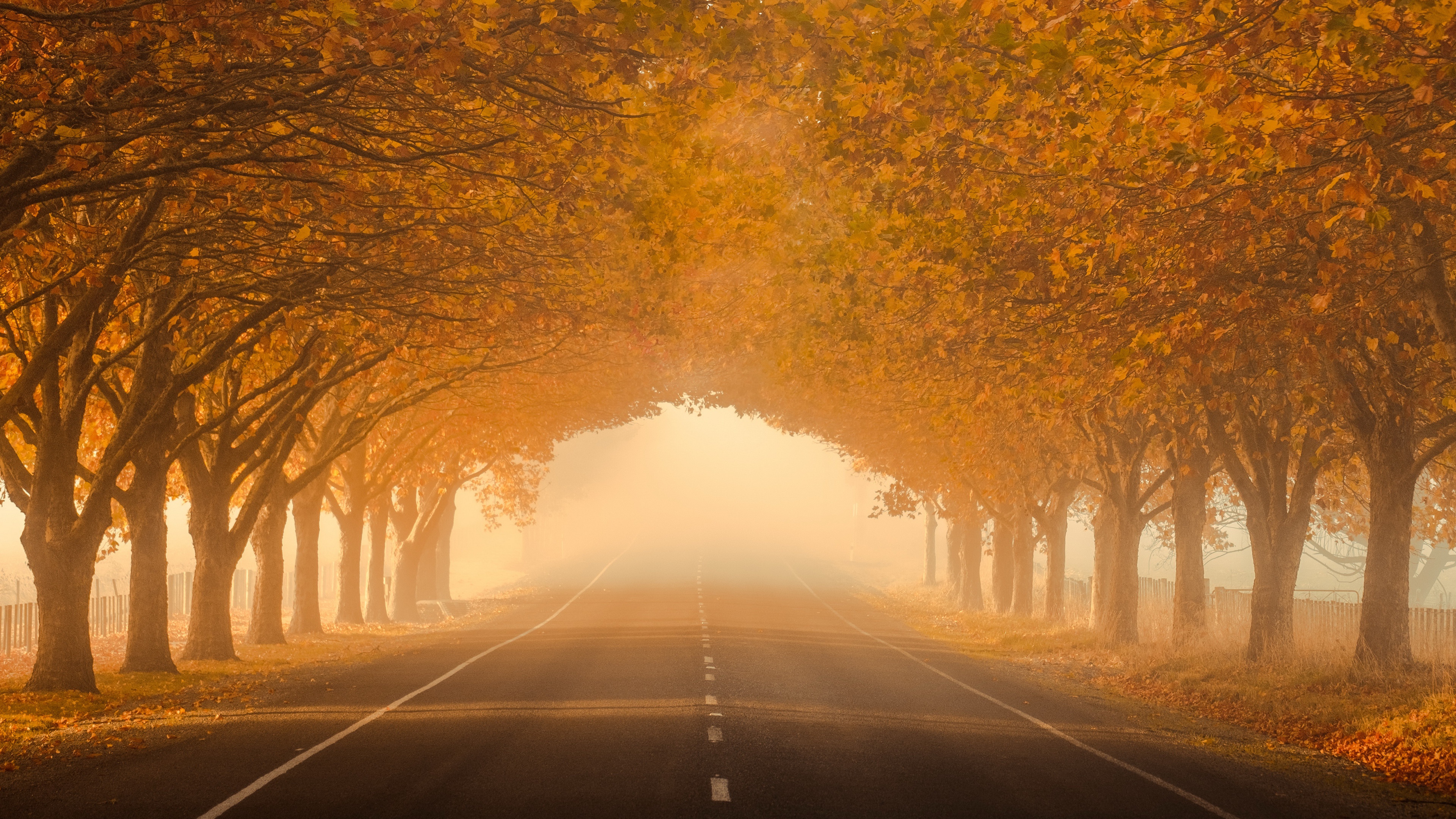 PCデスクトップに秋, 道, 霧, マンメイド, 並木道画像を無料でダウンロード