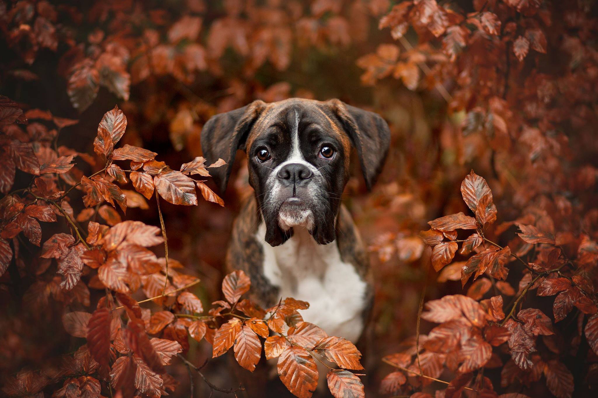 492951 Hintergrundbilder und Boxer (Hund) Bilder auf dem Desktop. Laden Sie  Bildschirmschoner kostenlos auf den PC herunter