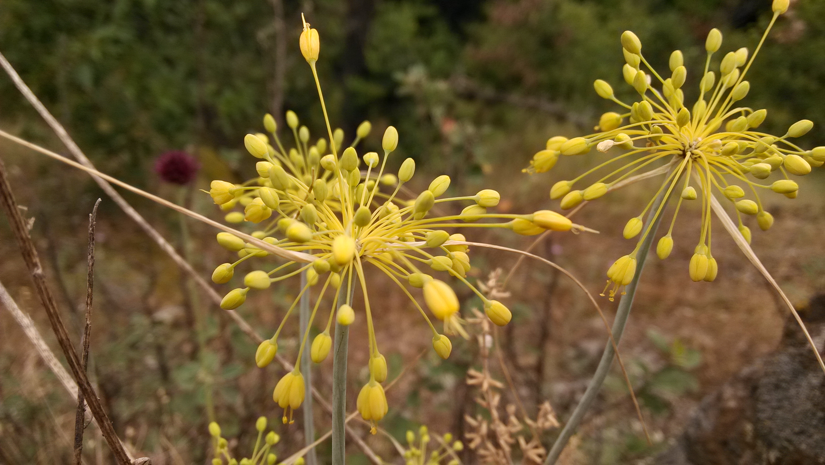 Descarga gratuita de fondo de pantalla para móvil de Flores, Flor, Tierra/naturaleza.