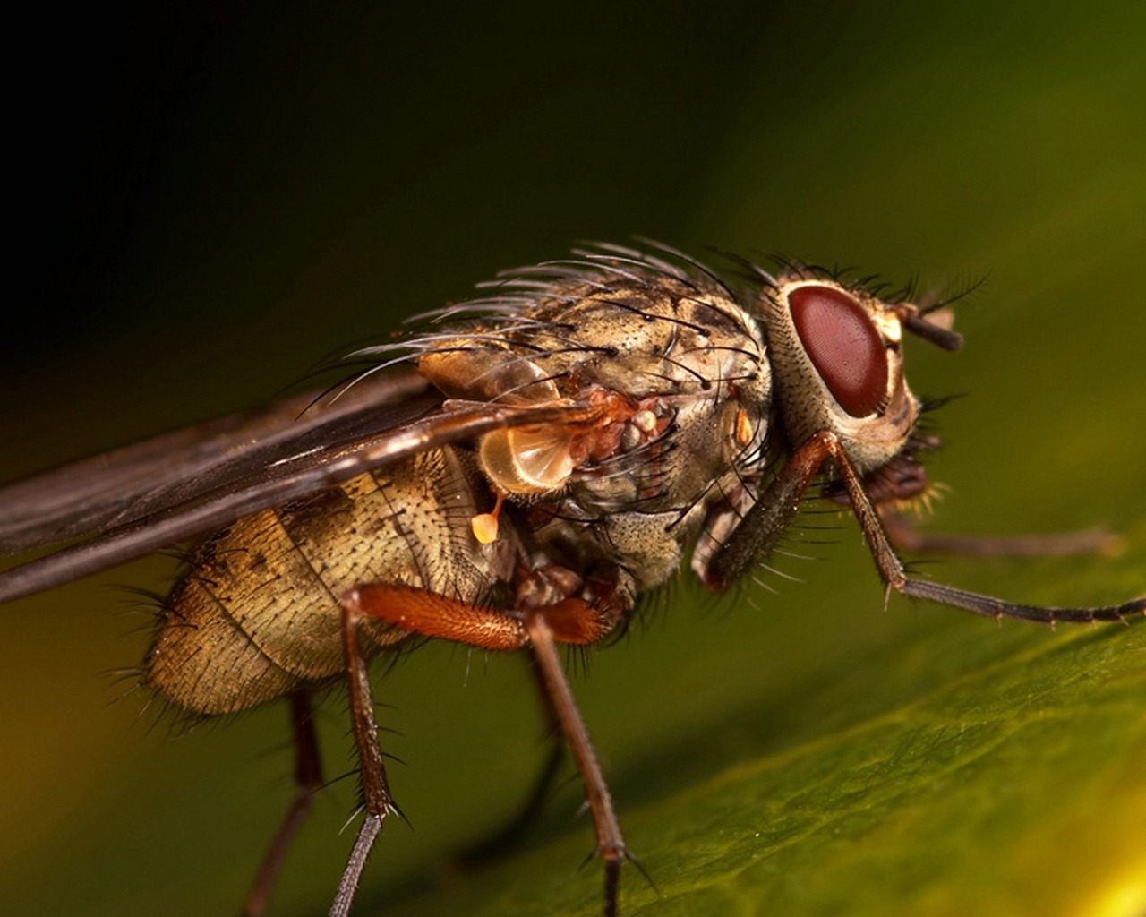 Téléchargez des papiers peints mobile Animaux, Insecte gratuitement.