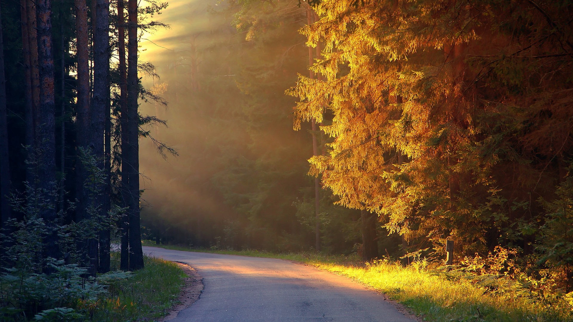 Download mobile wallpaper Sunbeam, Road, Fall, Forest, Sunlight, Earth for free.