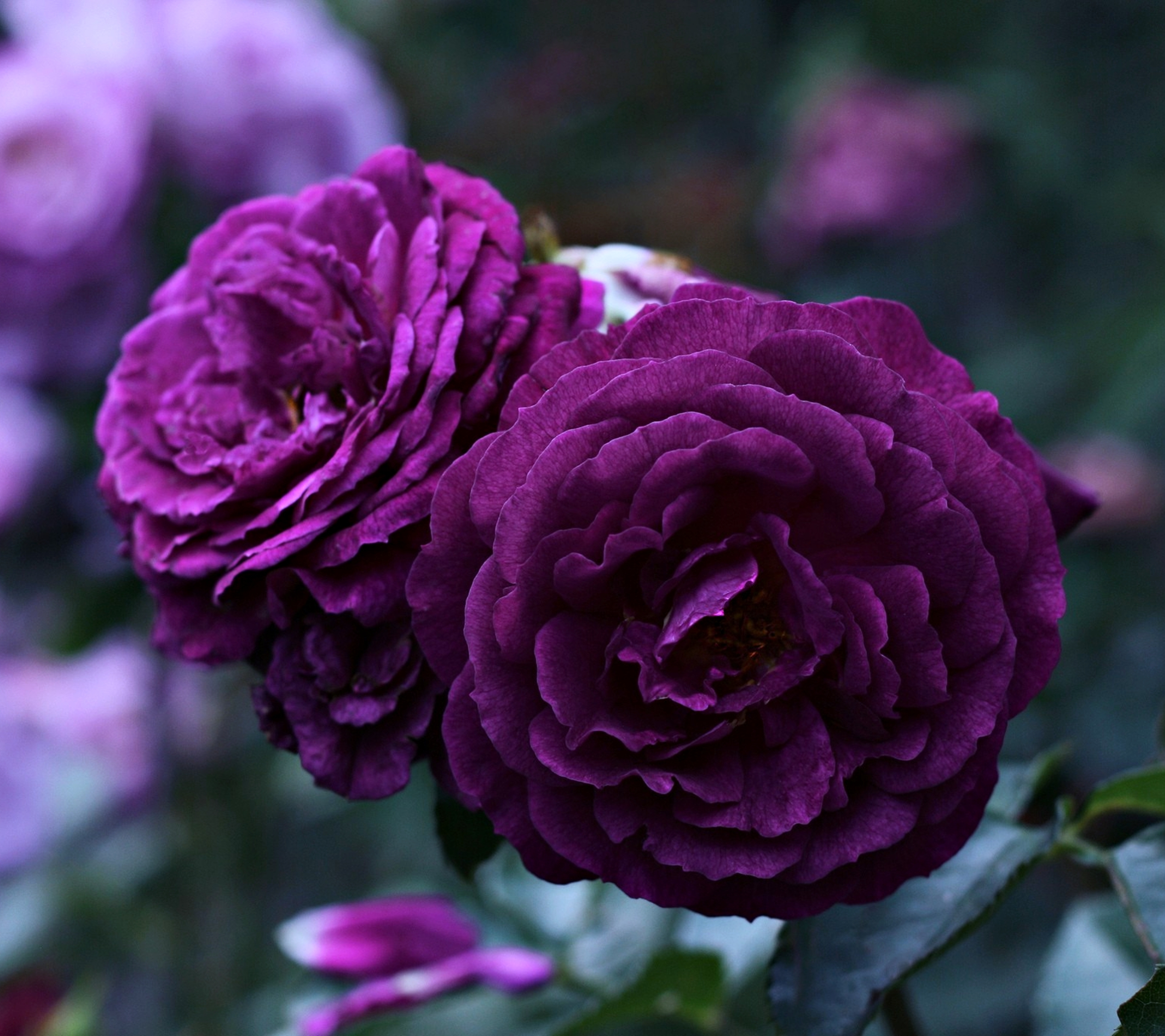 Скачать обои бесплатно Цветок, Роза, Фиолетовый Цветок, Земля/природа, Флауэрсы картинка на рабочий стол ПК