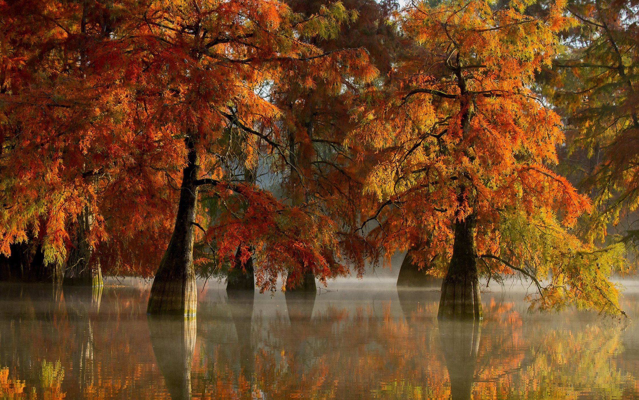 Descarga gratuita de fondo de pantalla para móvil de Naturaleza, Otoño, Árbol, Tierra/naturaleza, Reflejo.