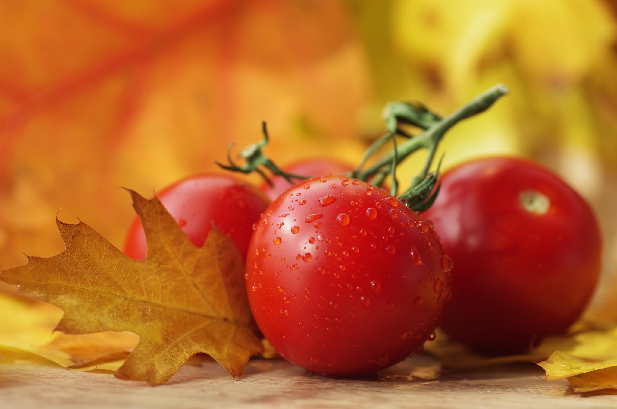 Download mobile wallpaper Fruits, Food, Fall, Tomato, Vegetable for free.