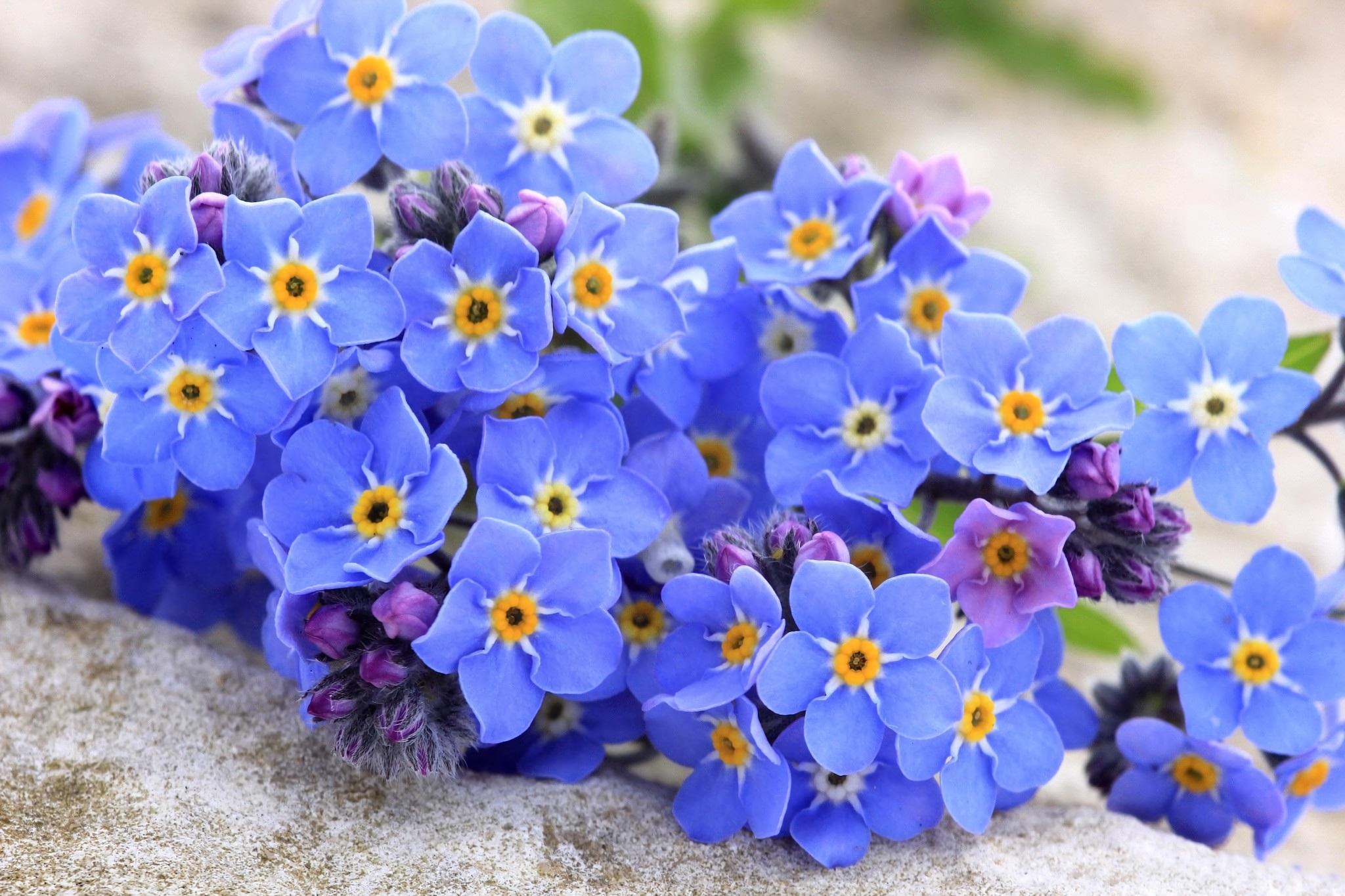 Baixar papel de parede para celular de Flores, Flor, Terra/natureza, Não Me Esqueças, Flor Azul gratuito.
