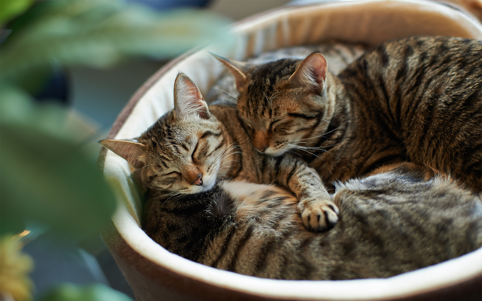 Baixe gratuitamente a imagem Animais, Gatos, Gato na área de trabalho do seu PC