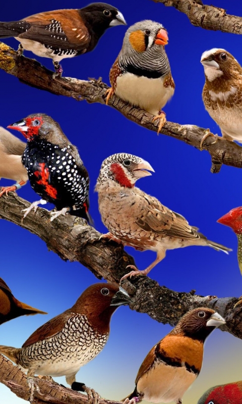 無料モバイル壁紙動物, 鳥, フィンチをダウンロードします。