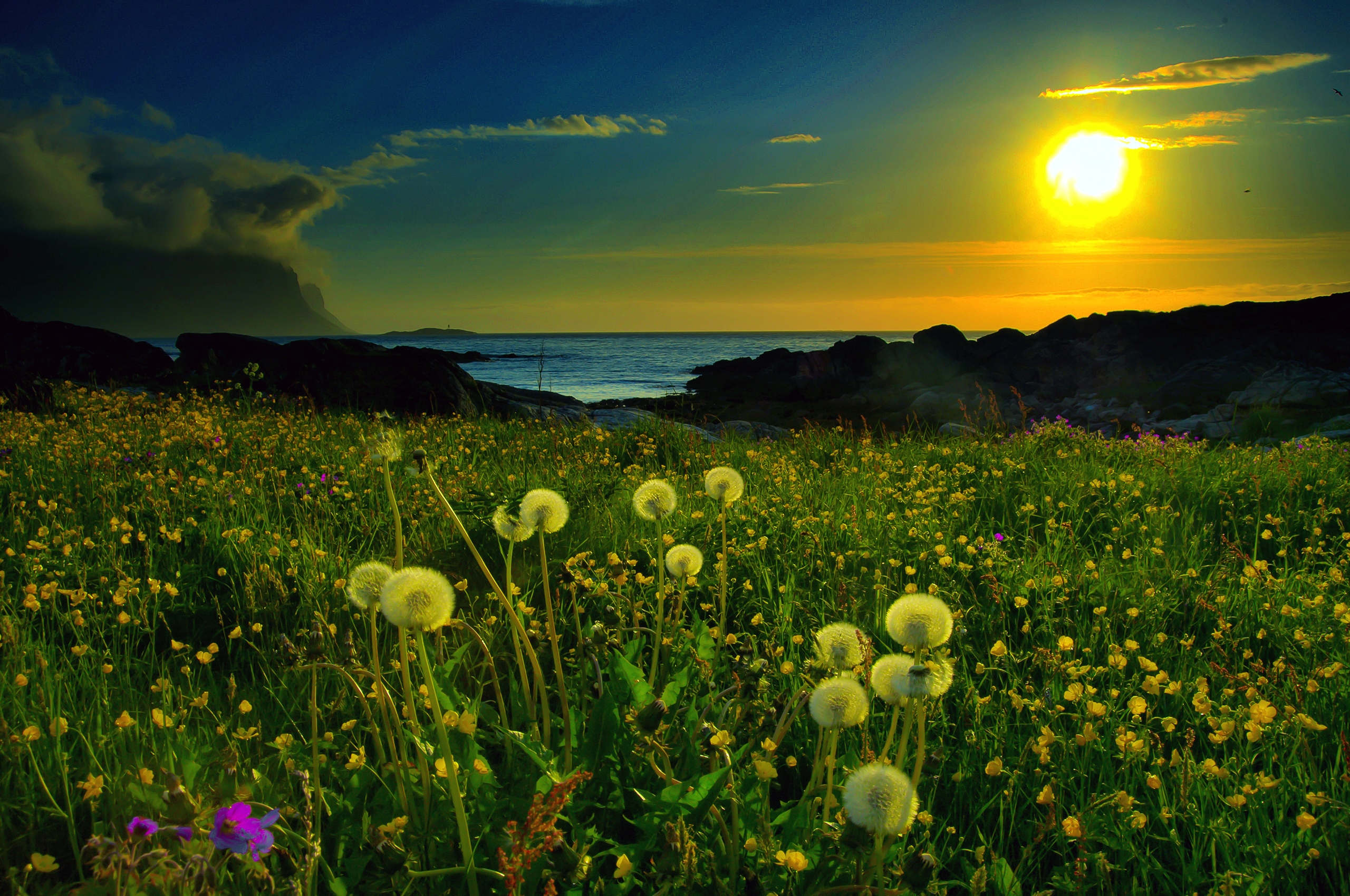flowers, field, nature, sunset, sun, dandelions