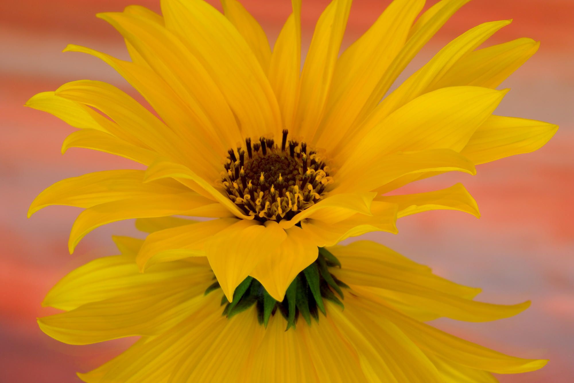 Baixe gratuitamente a imagem Flores, Flor, Terra/natureza, Reflecção na área de trabalho do seu PC