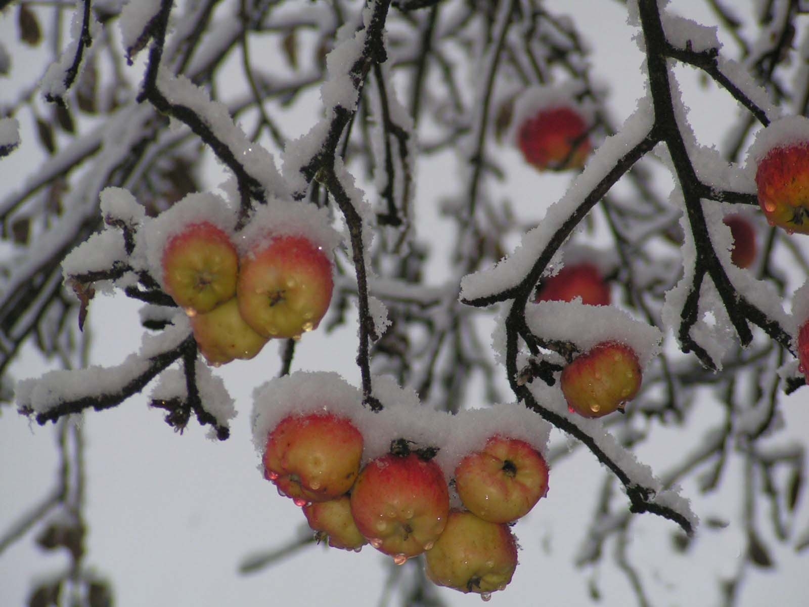 Descarga gratuita de fondo de pantalla para móvil de Invierno, Nieve, Manzanas, Plantas, Frutas.