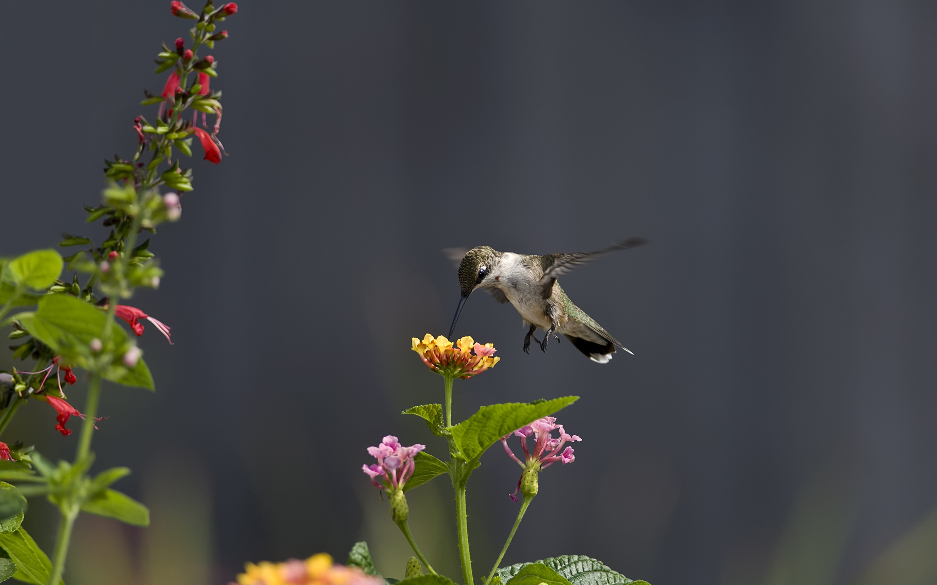 Free download wallpaper Hummingbird, Birds, Animal on your PC desktop