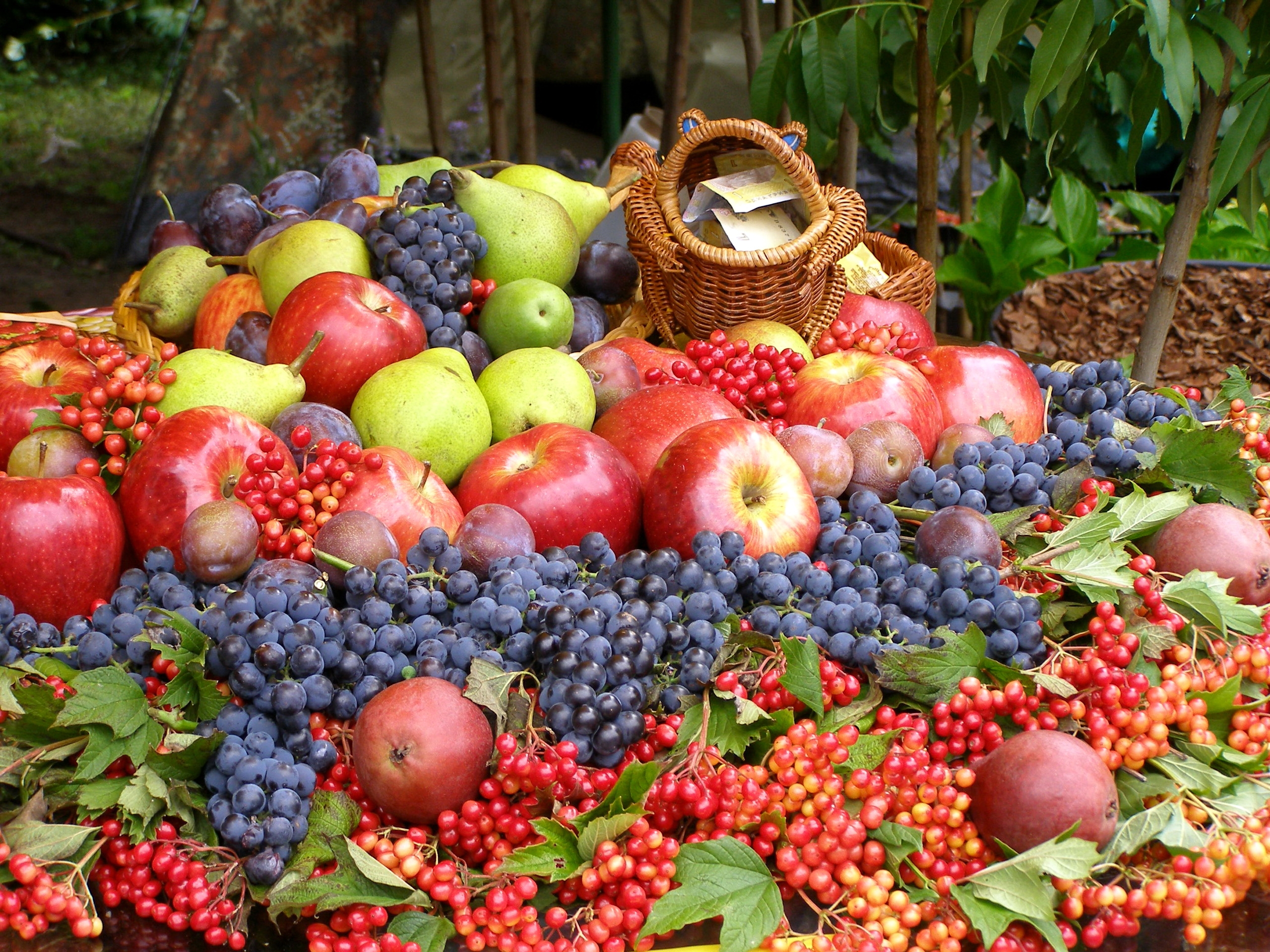122714 скачать картинку еда, виноград, фрукты, яблоки, много - обои и заставки бесплатно
