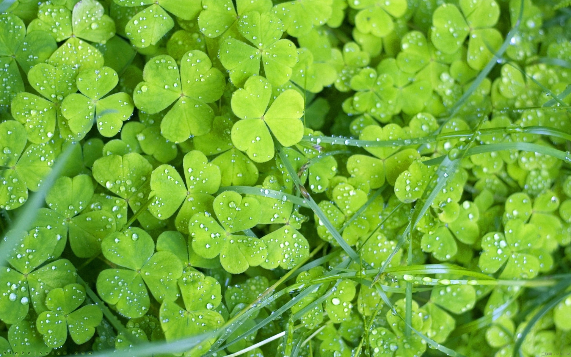 Download mobile wallpaper Nature, Plant, Leaf, Earth, Clover, Greenery for free.