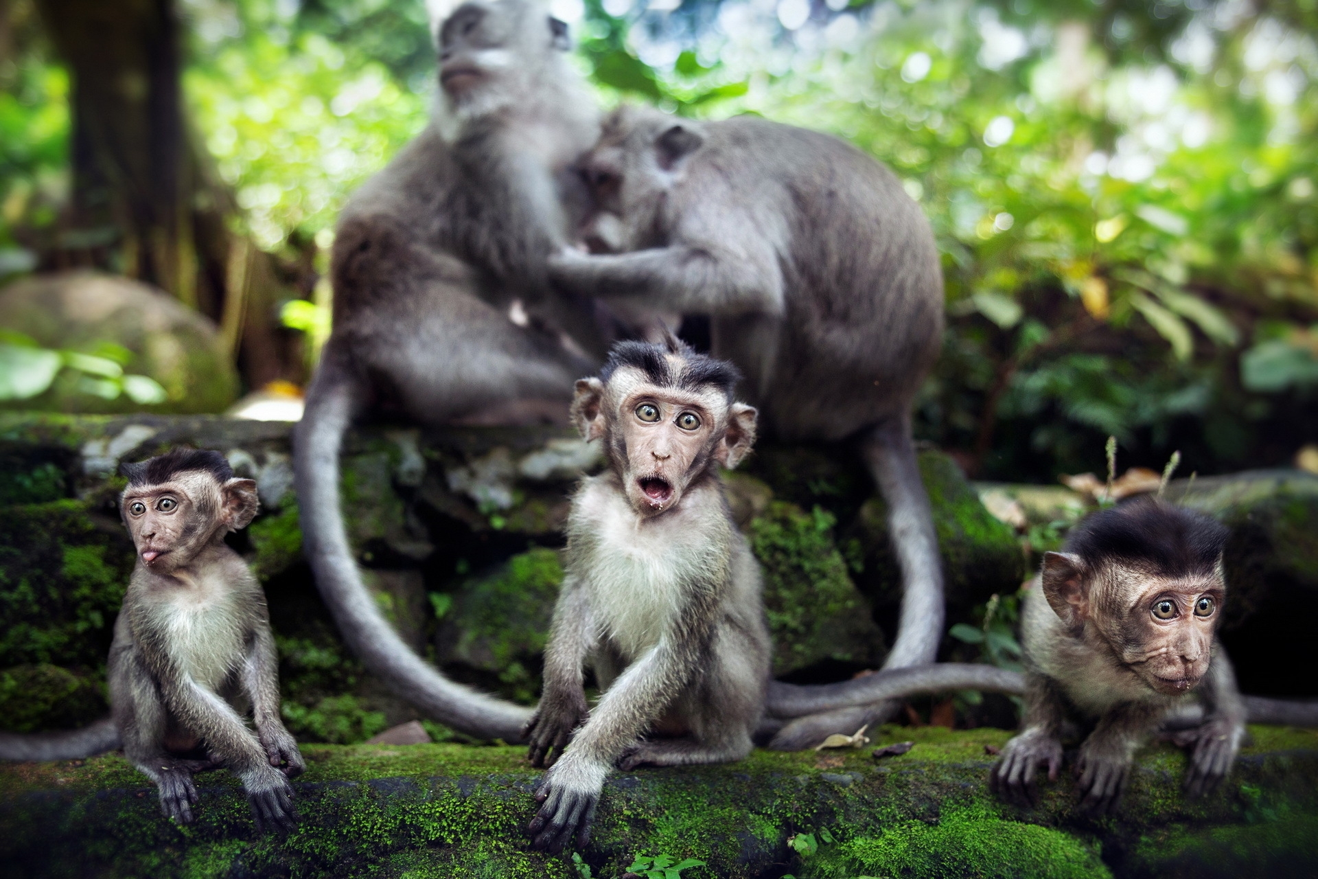156967 скачать обои обезьяны, животные, камни, мох, семейство - заставки и картинки бесплатно