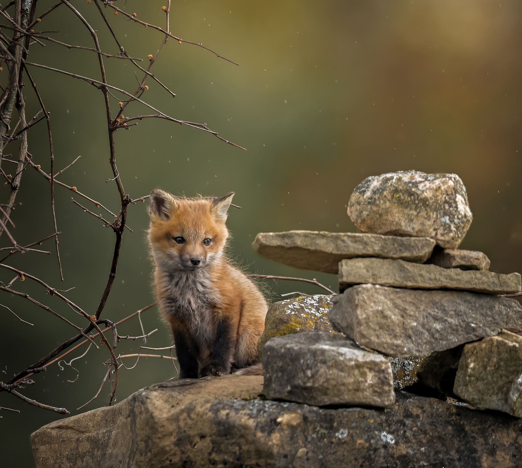 Download mobile wallpaper Fox, Stone, Animal, Baby Animal, Cub for free.