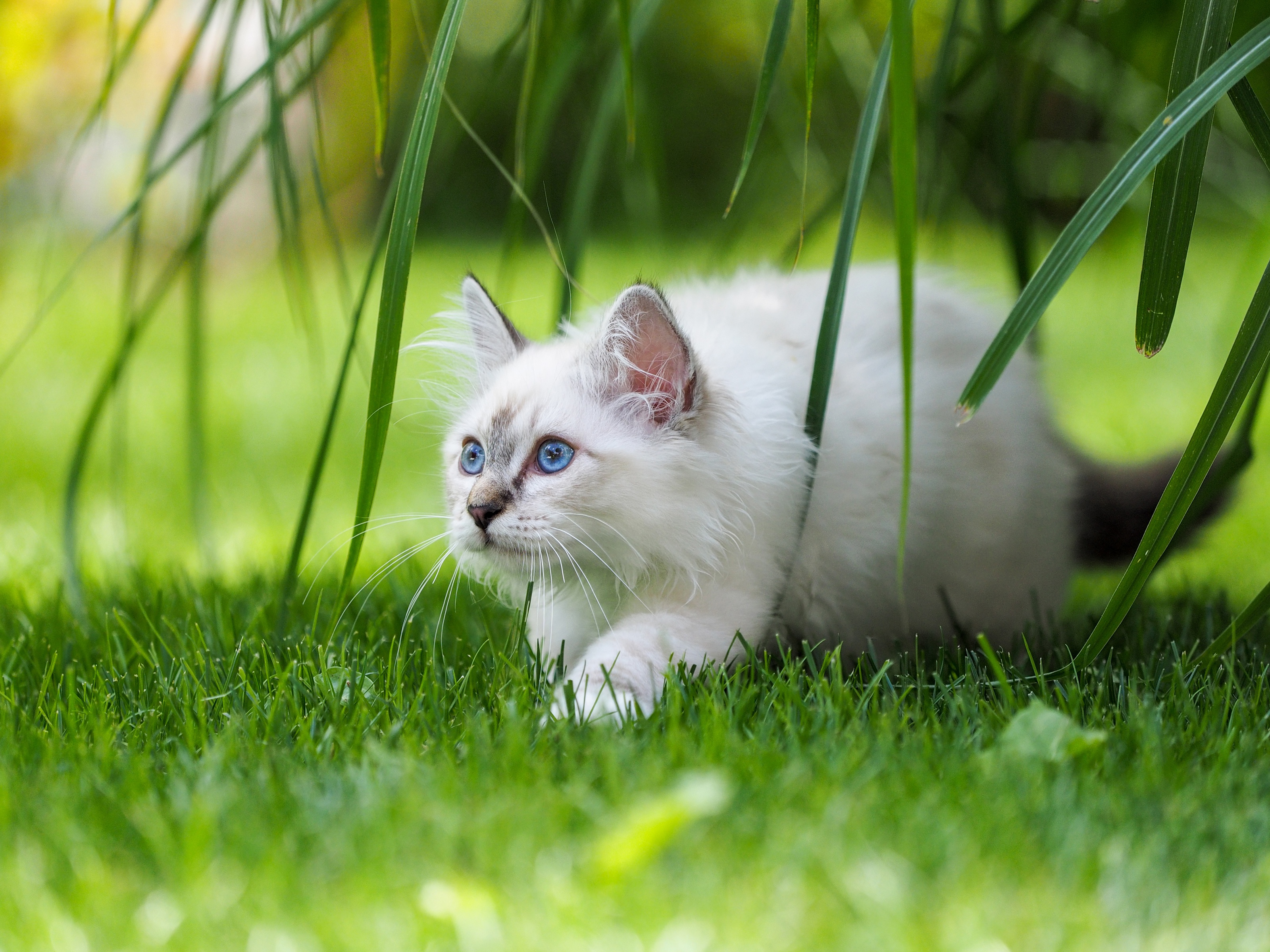 Download mobile wallpaper Cats, Grass, Cat, Kitten, Animal, Blue Eyes, Burmese Cat for free.