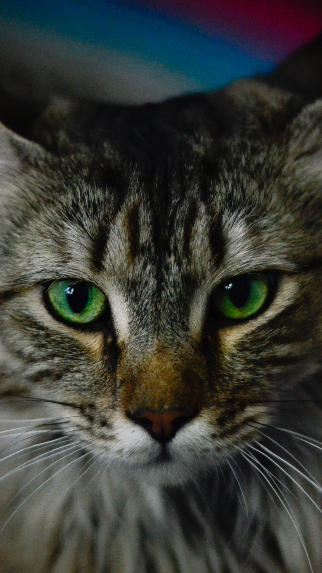 Handy-Wallpaper Tiere, Katzen, Katze, Grüne Augen kostenlos herunterladen.