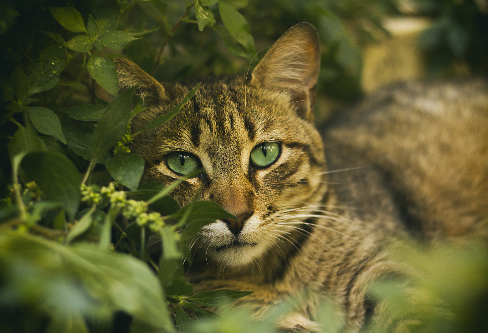 Baixe gratuitamente a imagem Gato, Gatos, Animais na área de trabalho do seu PC