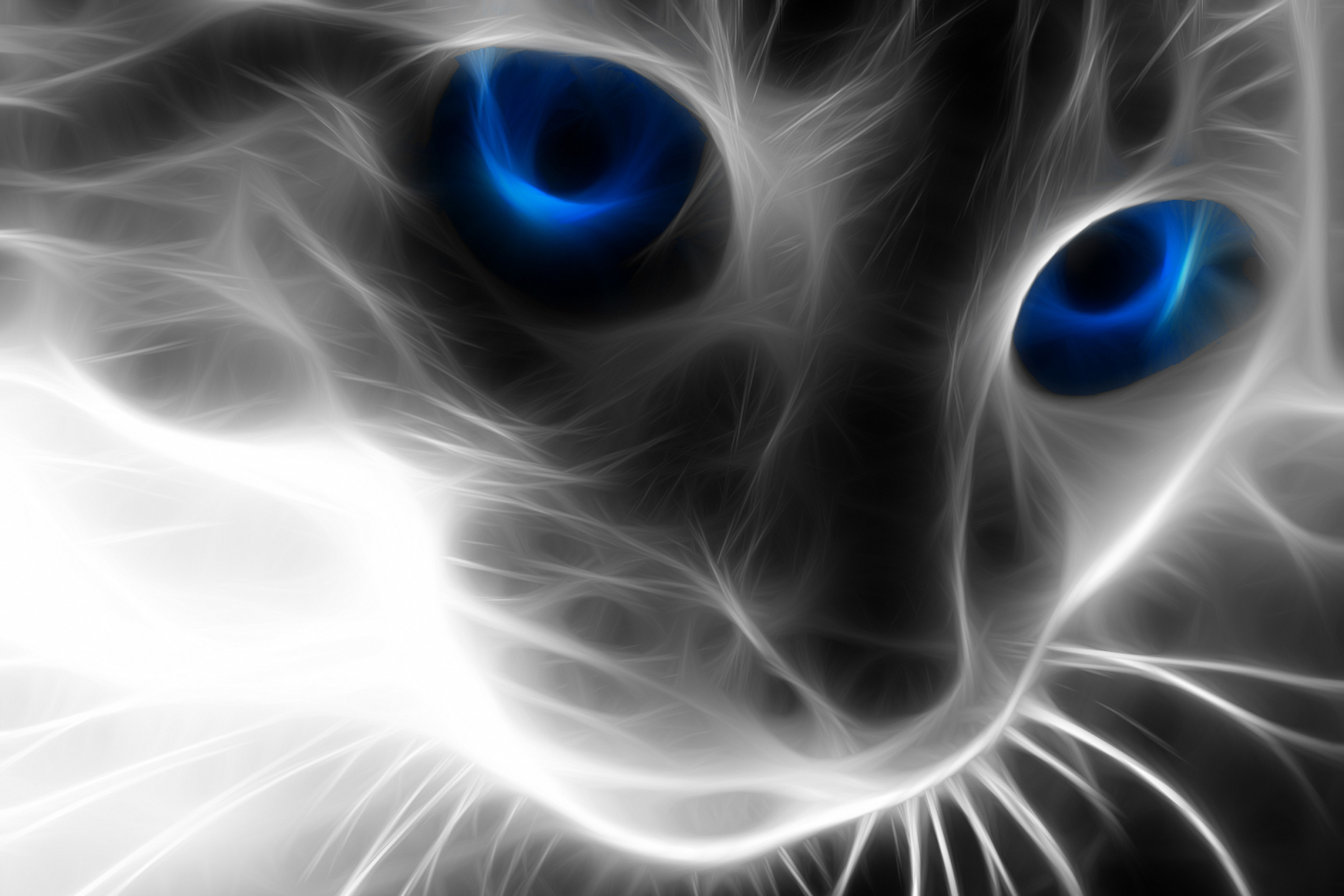 Free download wallpaper Cats, Cat, Animal on your PC desktop