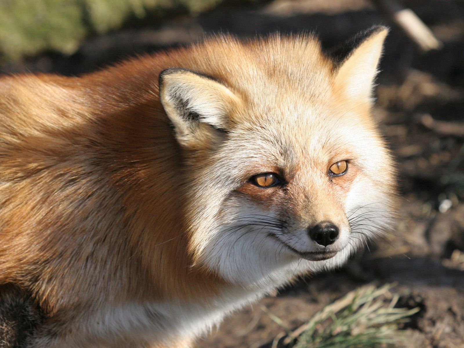 Free download wallpaper Animals, Muzzle, Sight, Opinion, Fox on your PC desktop