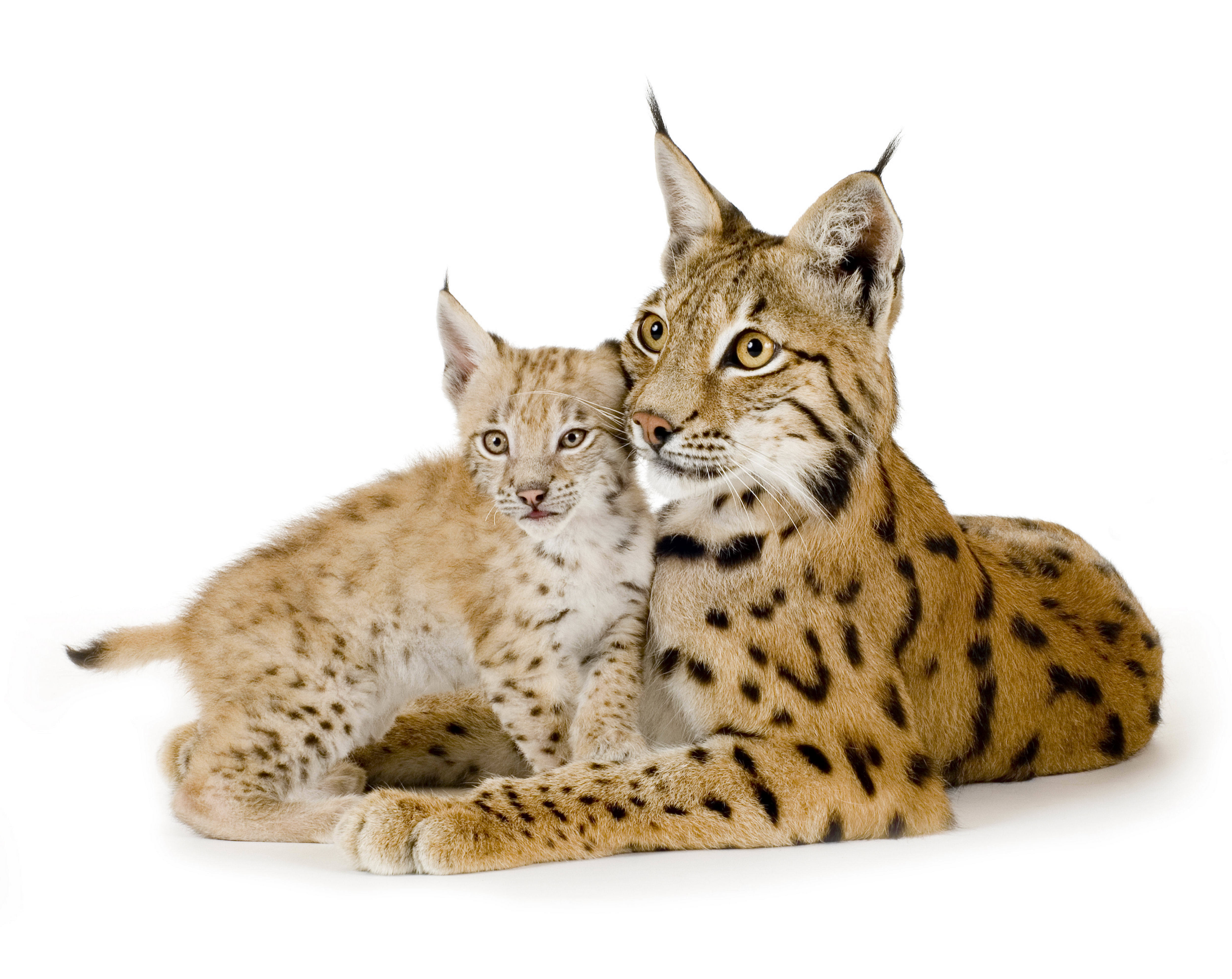 Free download wallpaper Cats, Animal, Baby Animal, Lynx, Cub on your PC desktop