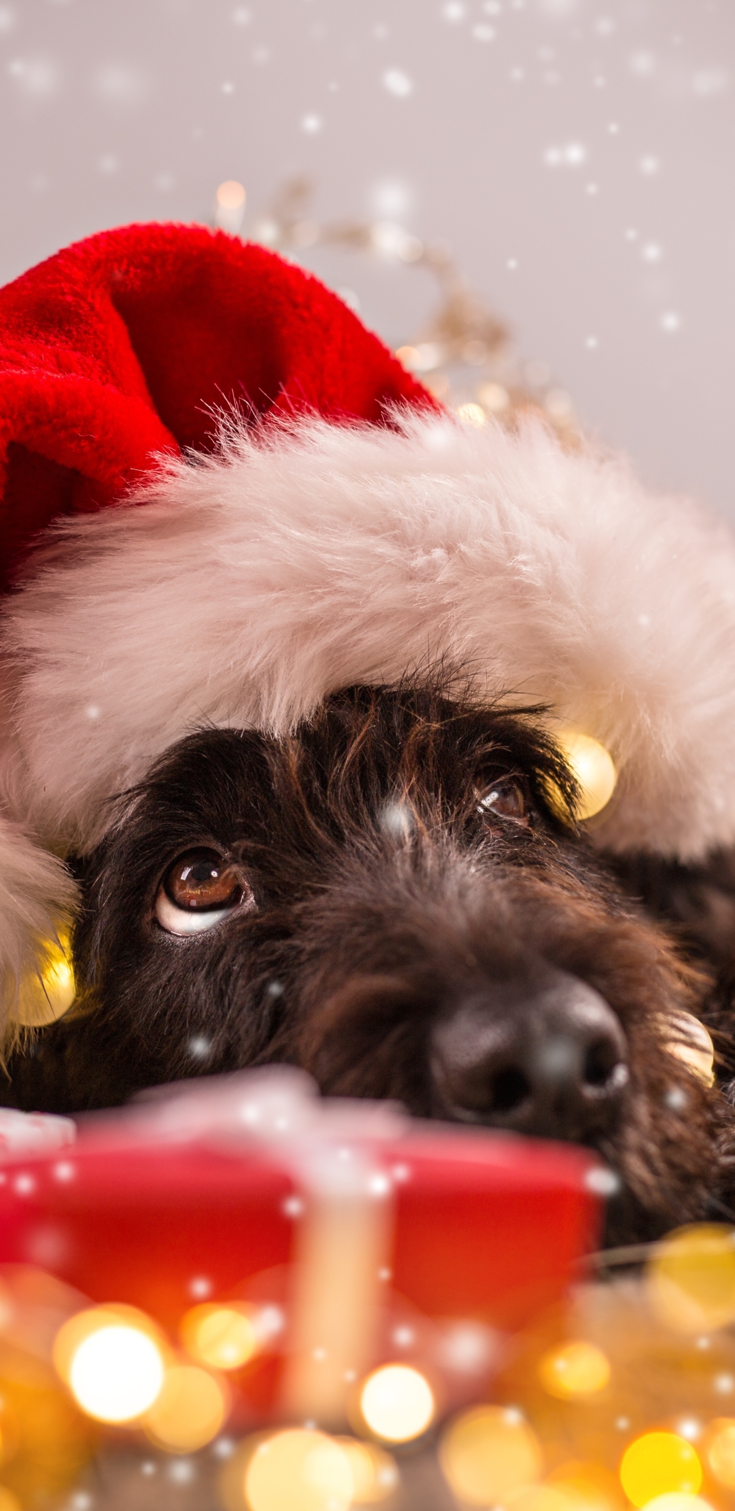 Baixar papel de parede para celular de Animais, Cães, Natal, Cão, Presente, Gorro Do Papai Noel gratuito.