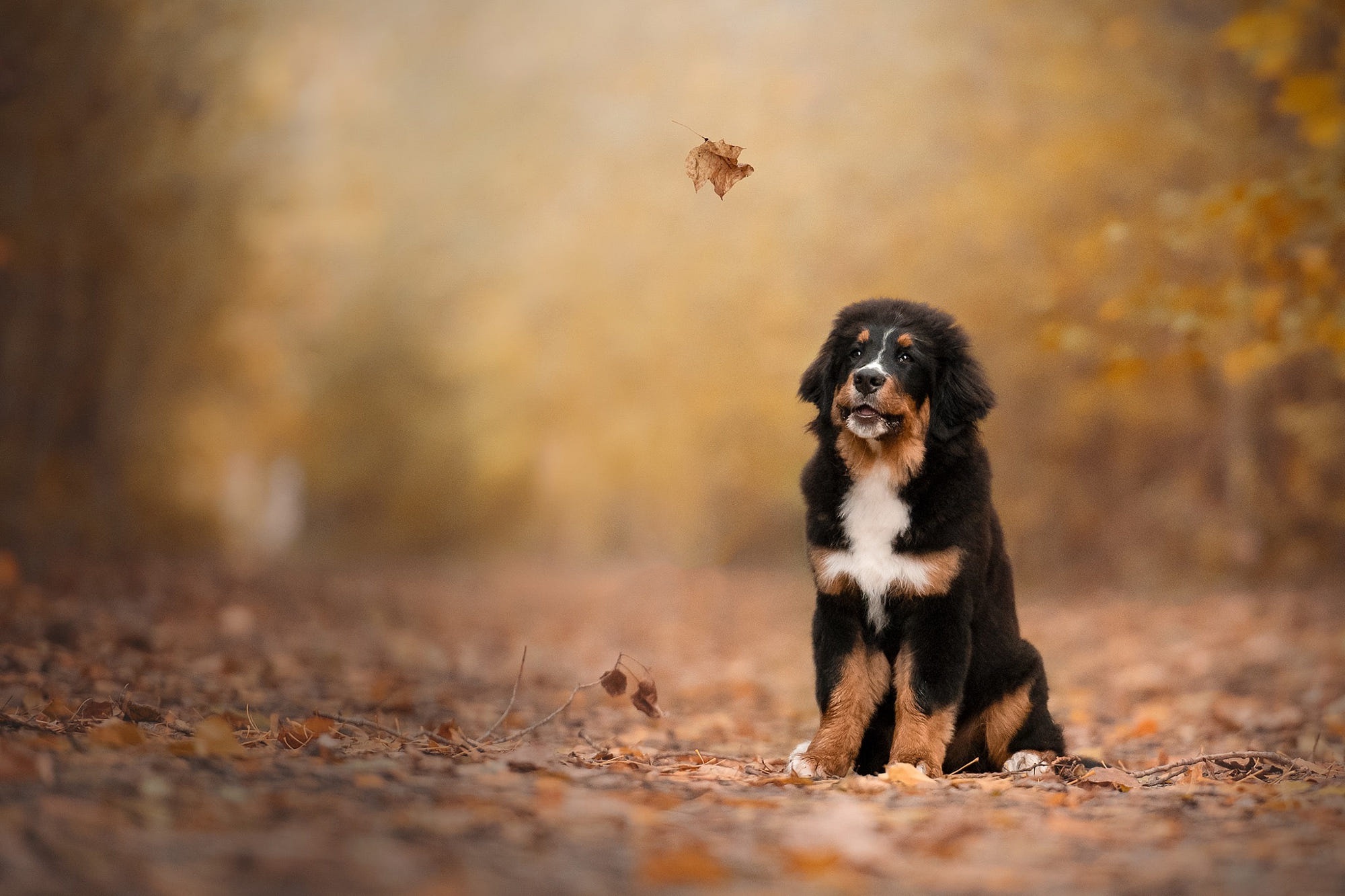 Download mobile wallpaper Dogs, Animal, Puppy, Bernese Mountain Dog, Baby Animal, Depth Of Field for free.