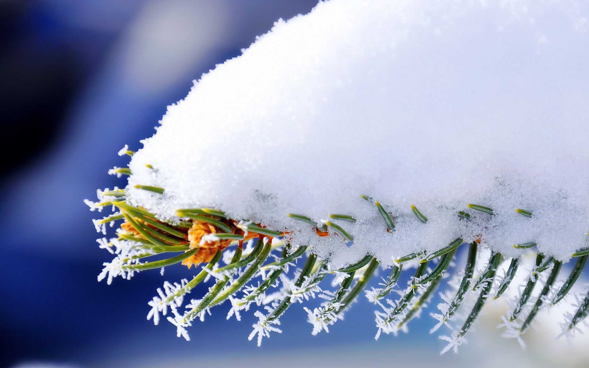 Free download wallpaper Snow, Macro, Fir, Winter, Branch, Spruce on your PC desktop