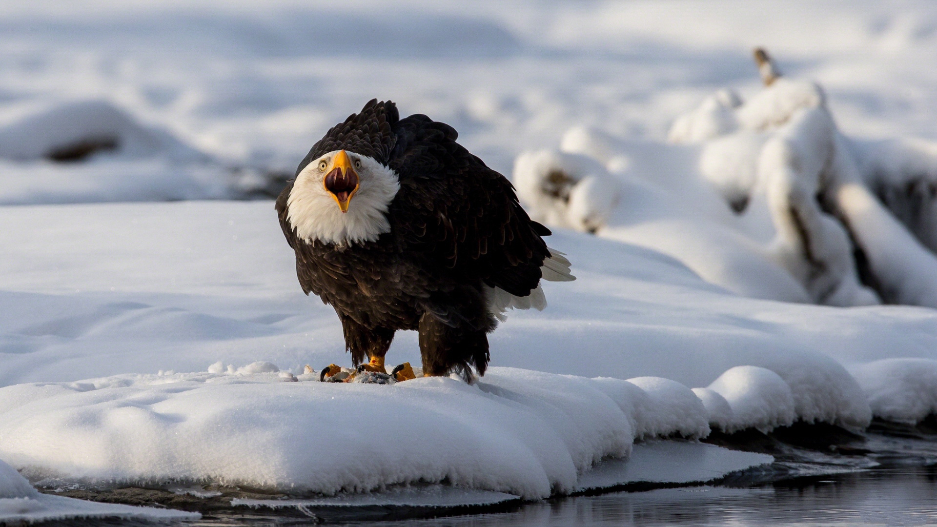 Descarga gratis la imagen Animales, Águila Calva en el escritorio de tu PC