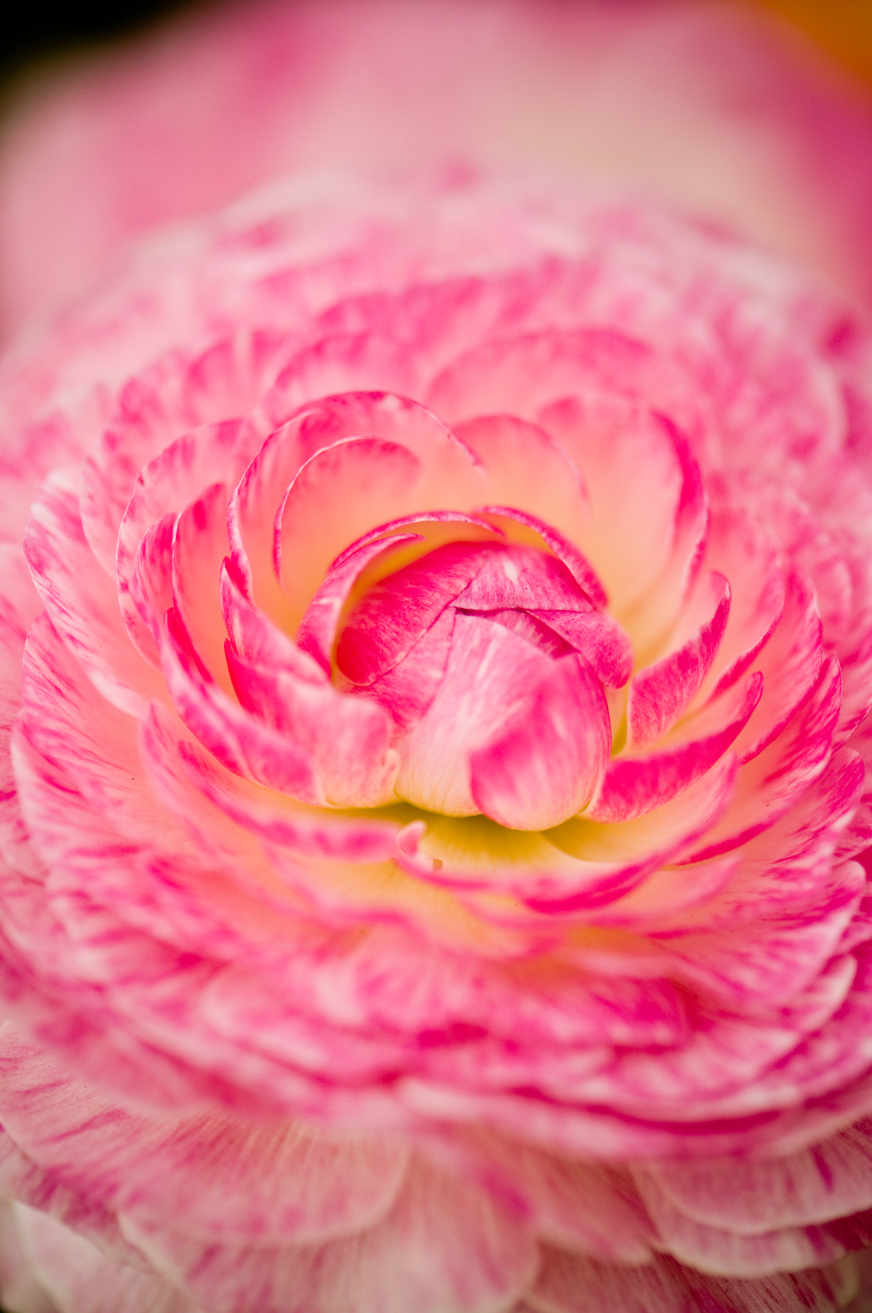 Free download wallpaper Macro, Pink, Flower, Petals on your PC desktop