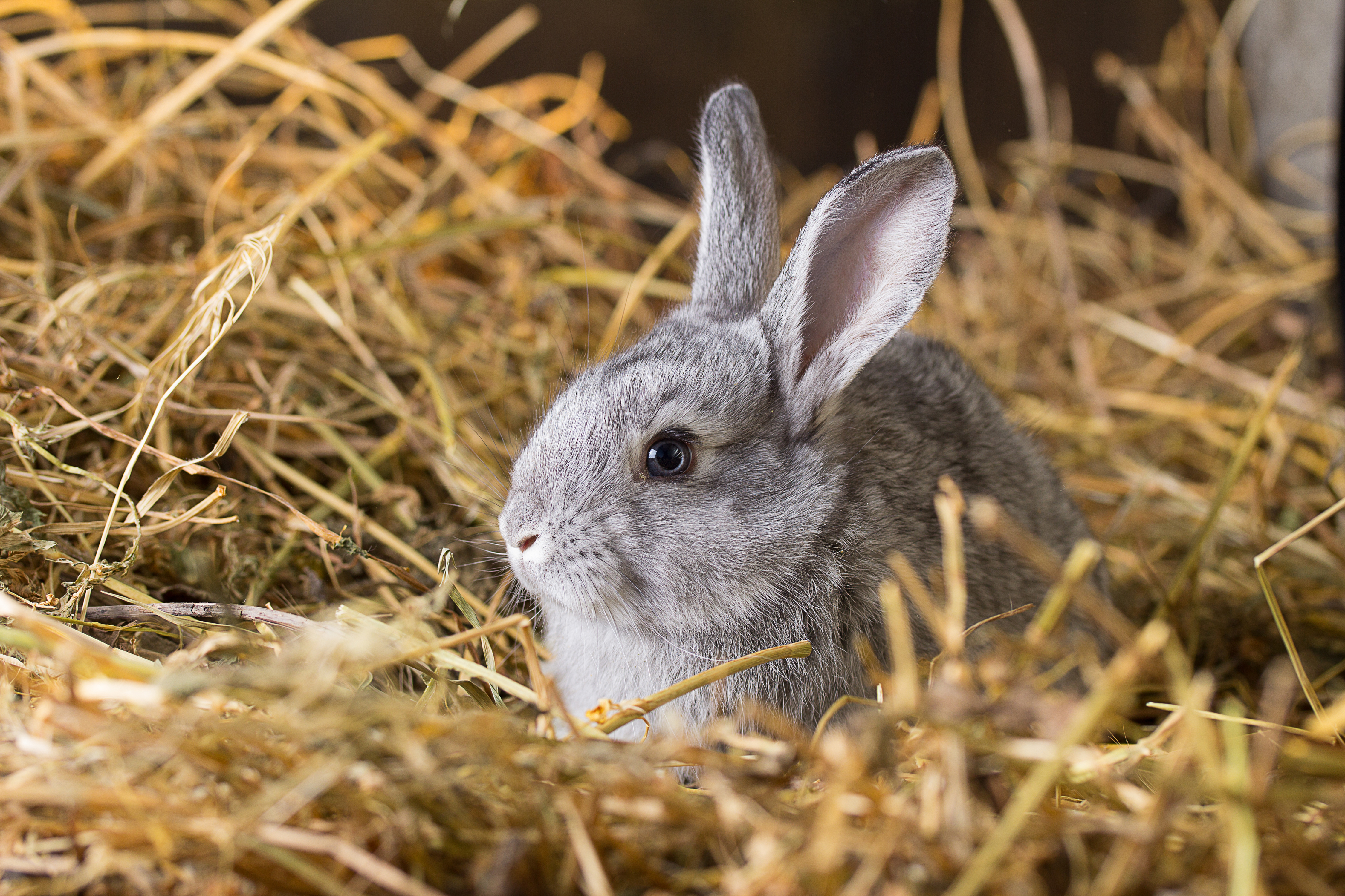 Download mobile wallpaper Animal, Rabbit for free.