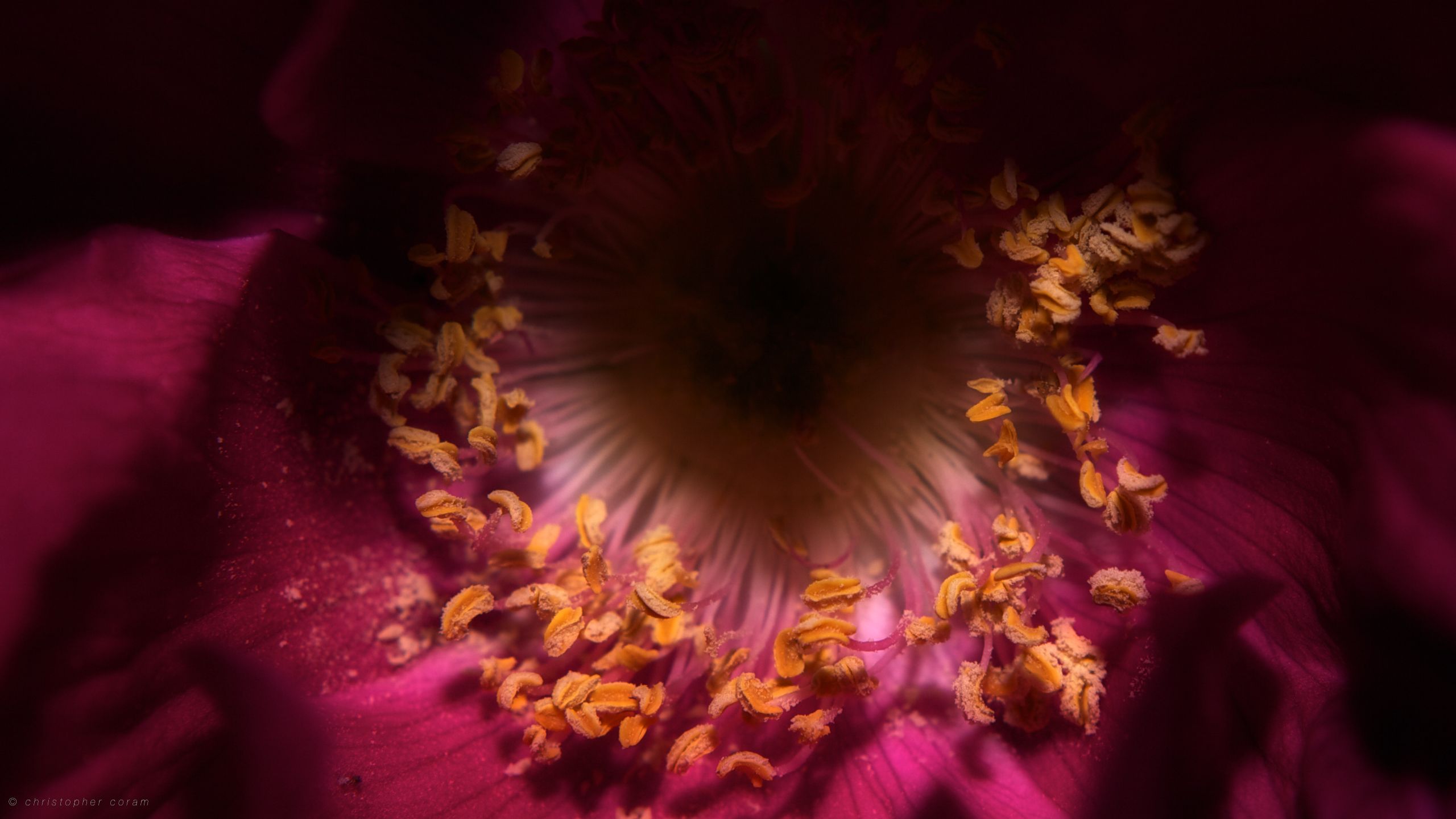 Free download wallpaper Flowers, Flower, Rose, Earth, Petal on your PC desktop