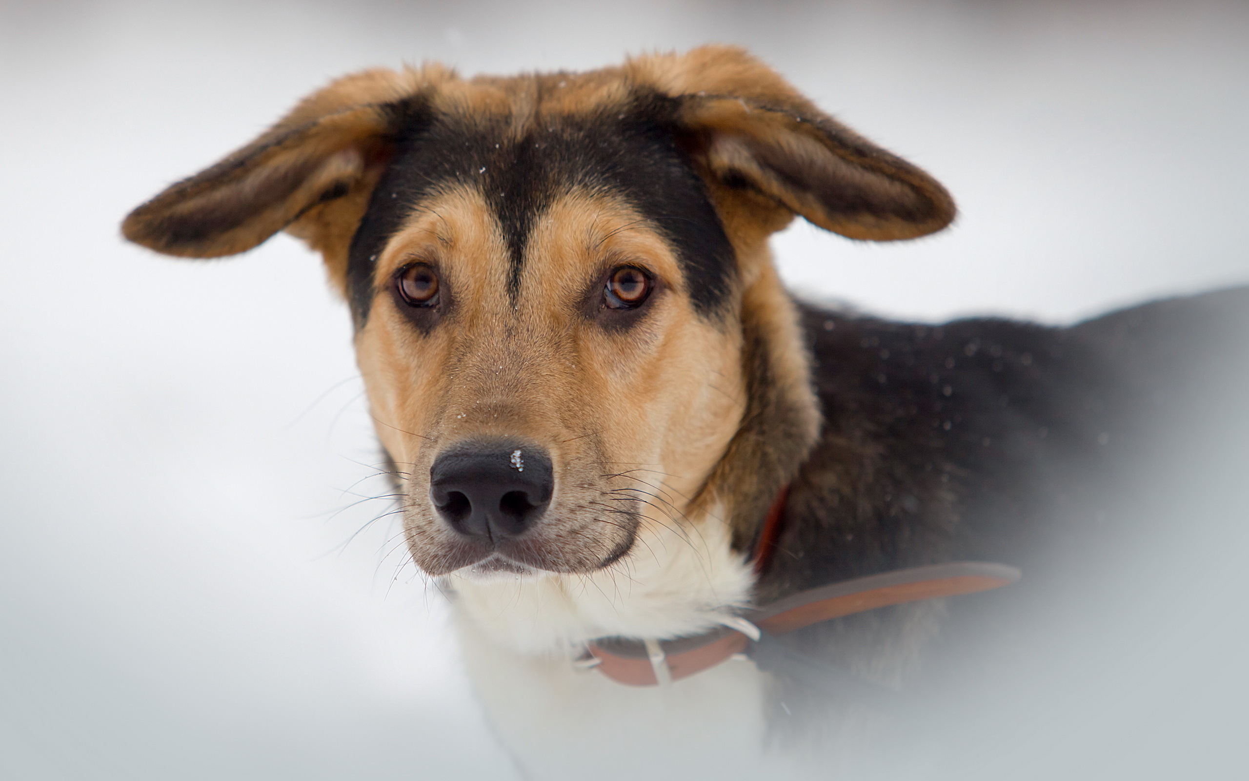 PCデスクトップに動物, 犬画像を無料でダウンロード