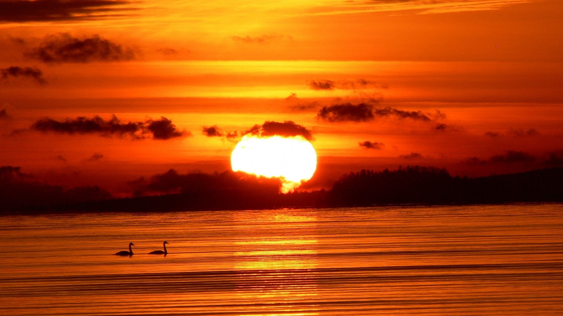 Free download wallpaper Sunset, Sun, Lake, Bird, Earth on your PC desktop