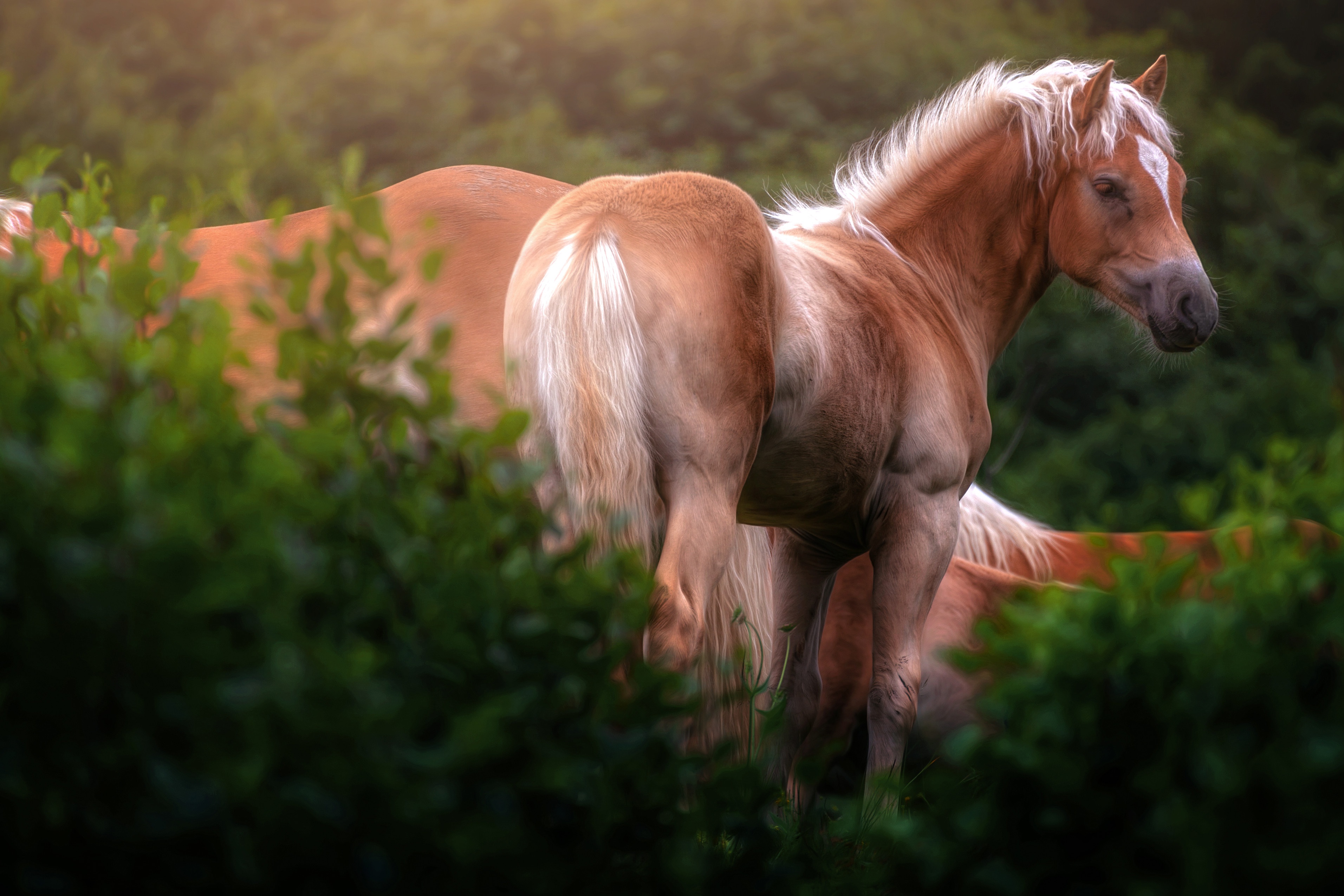 Free download wallpaper Animal, Horse on your PC desktop