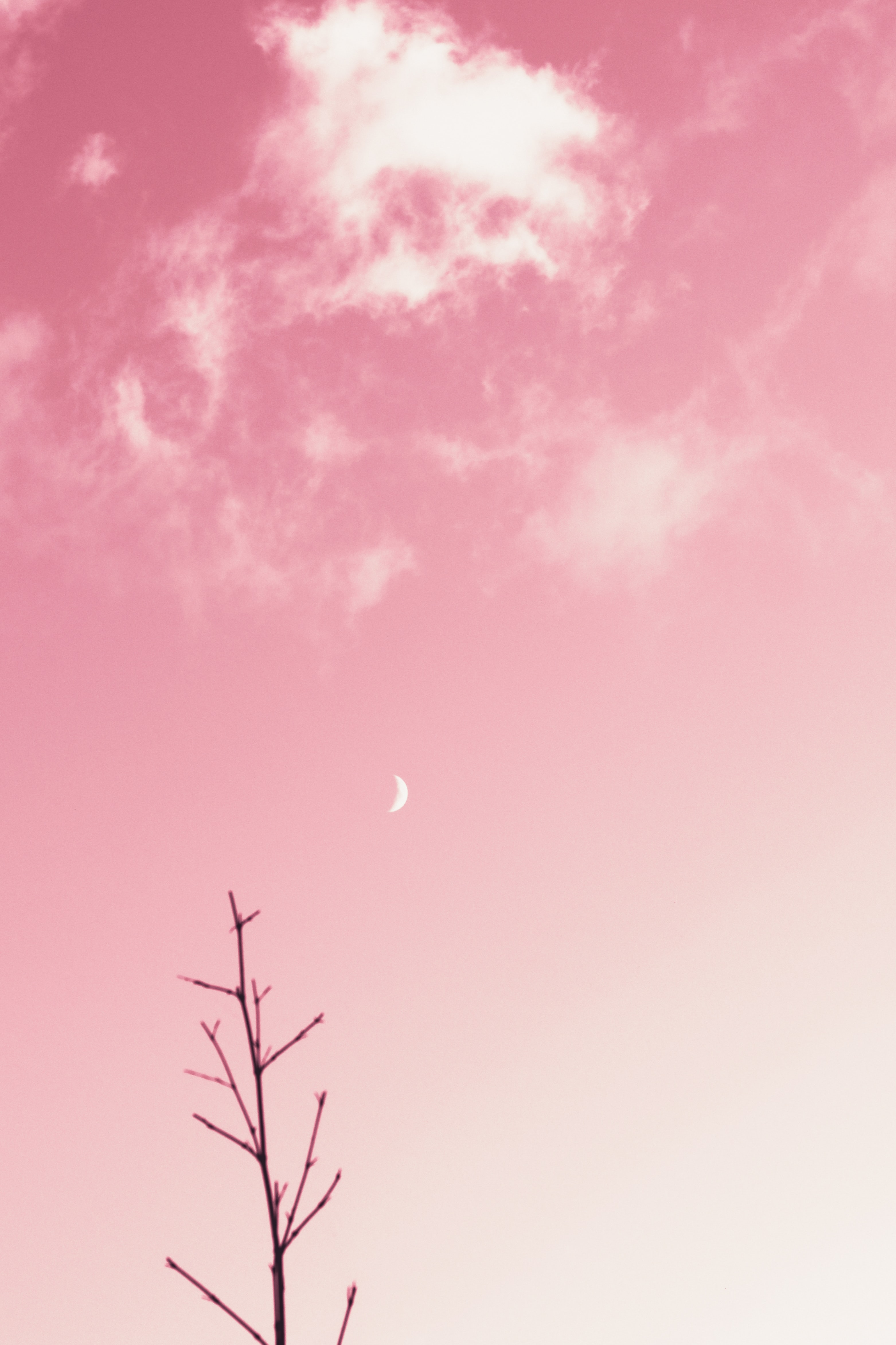 Handy-Wallpaper Clouds, Minimalismus, Ast, Zweig, Rosa, Mond kostenlos herunterladen.