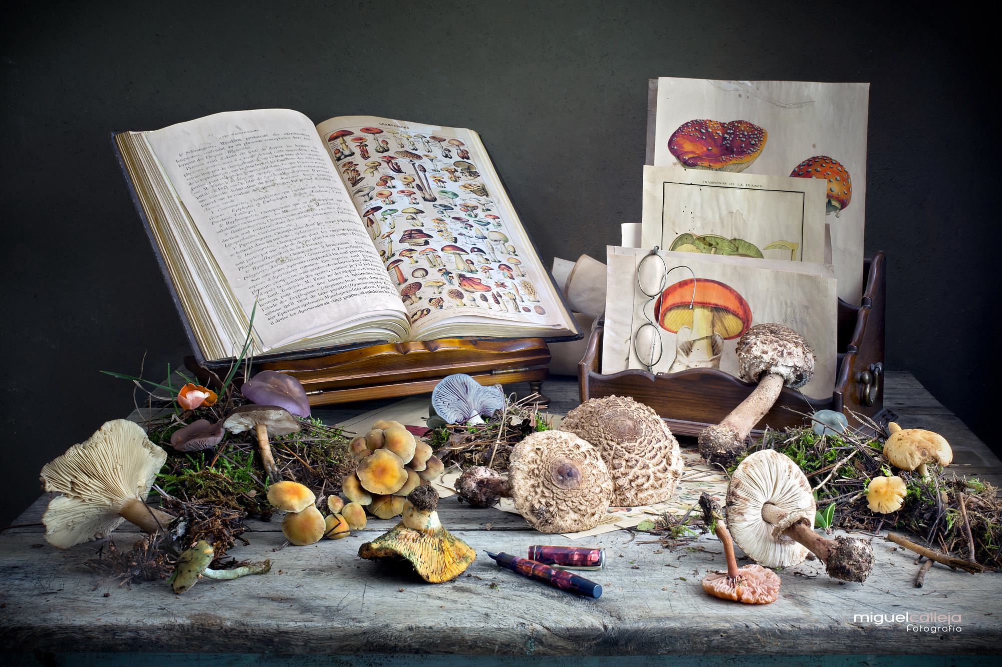 Free download wallpaper Food, Still Life, Drawing, Mushroom, Book on your PC desktop