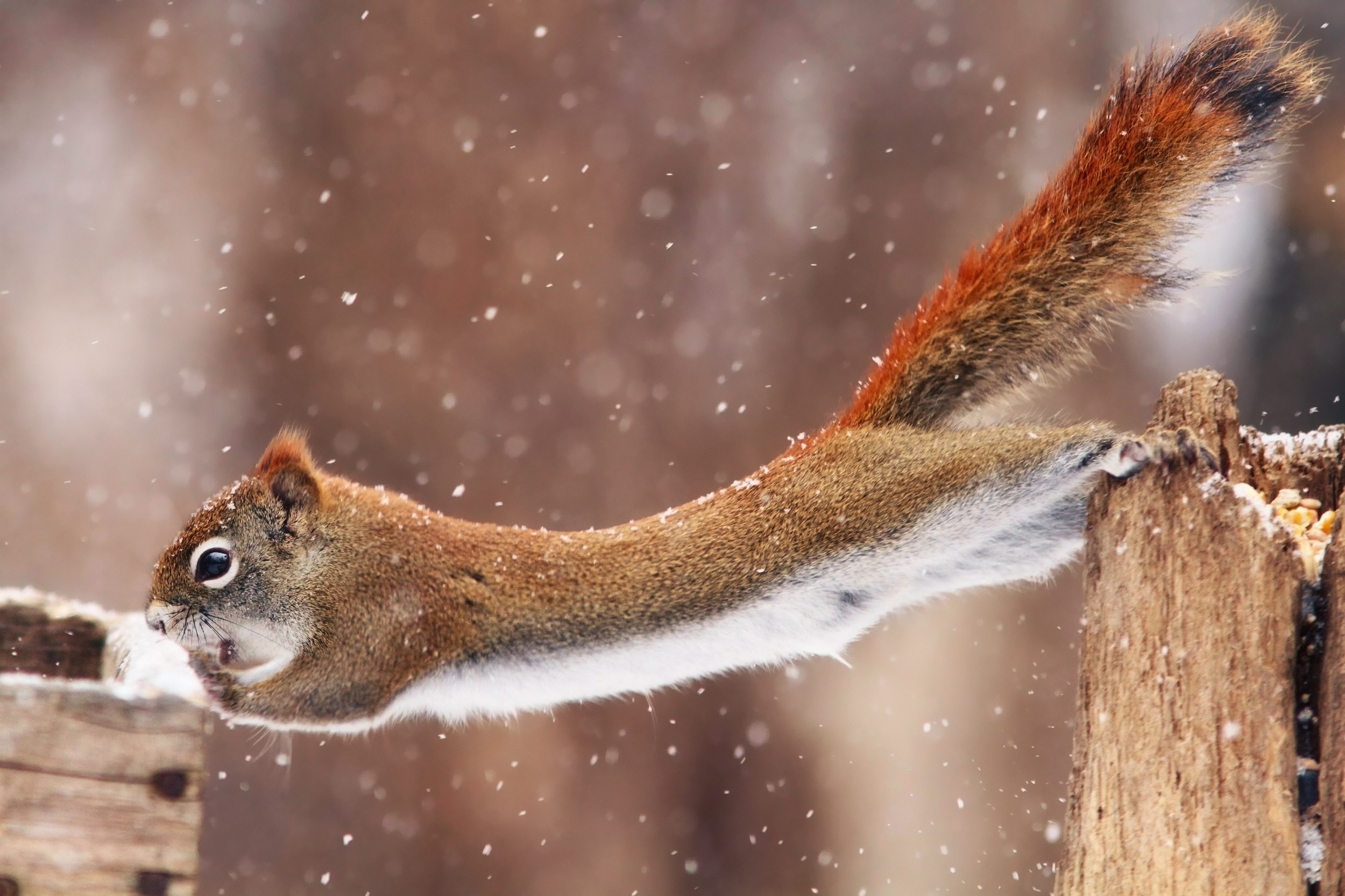 Download mobile wallpaper Winter, Squirrel, Animal, Rodent for free.