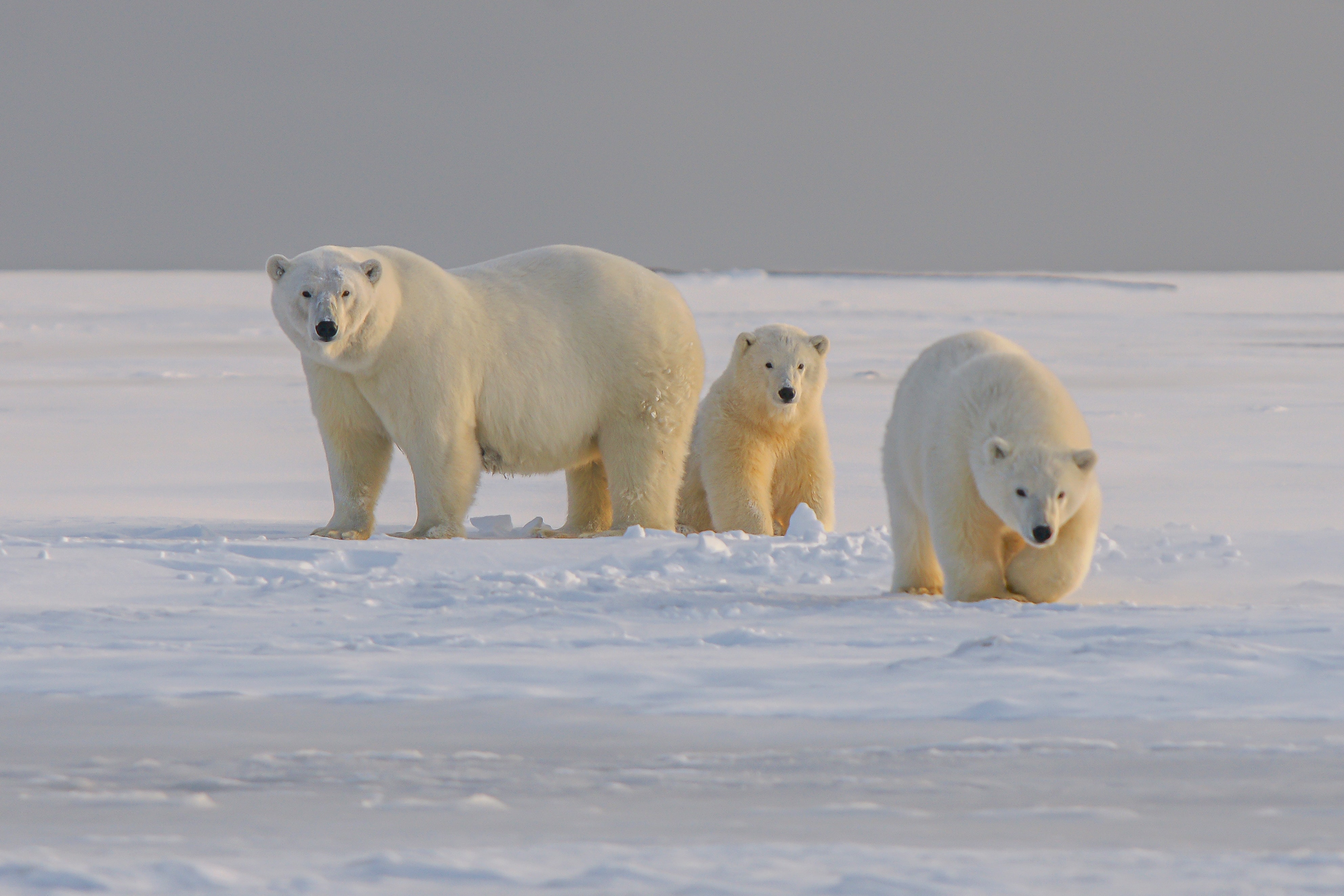 Free download wallpaper Bear, Polar Bear, Animals, Animal, Snow on your PC desktop