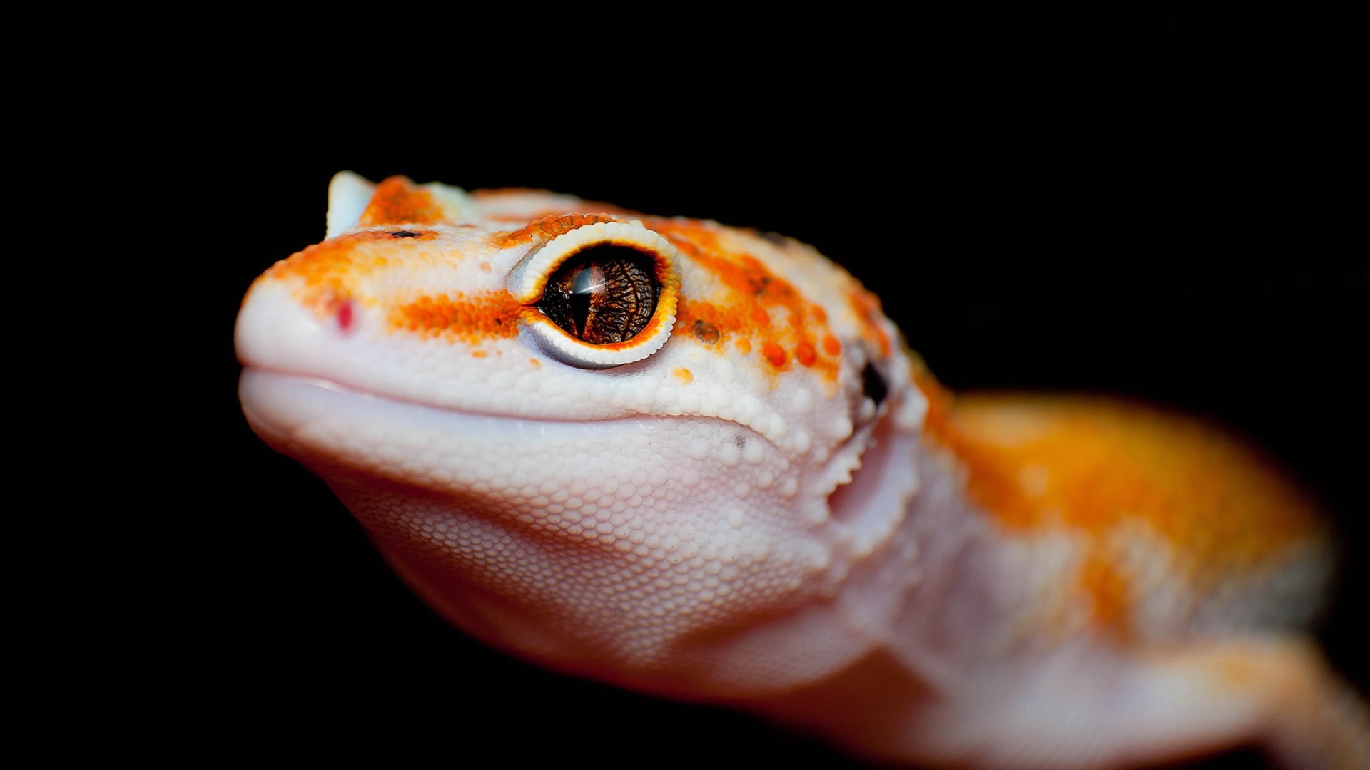 Descarga gratis la imagen Animales, Lagarto, Reptiles en el escritorio de tu PC