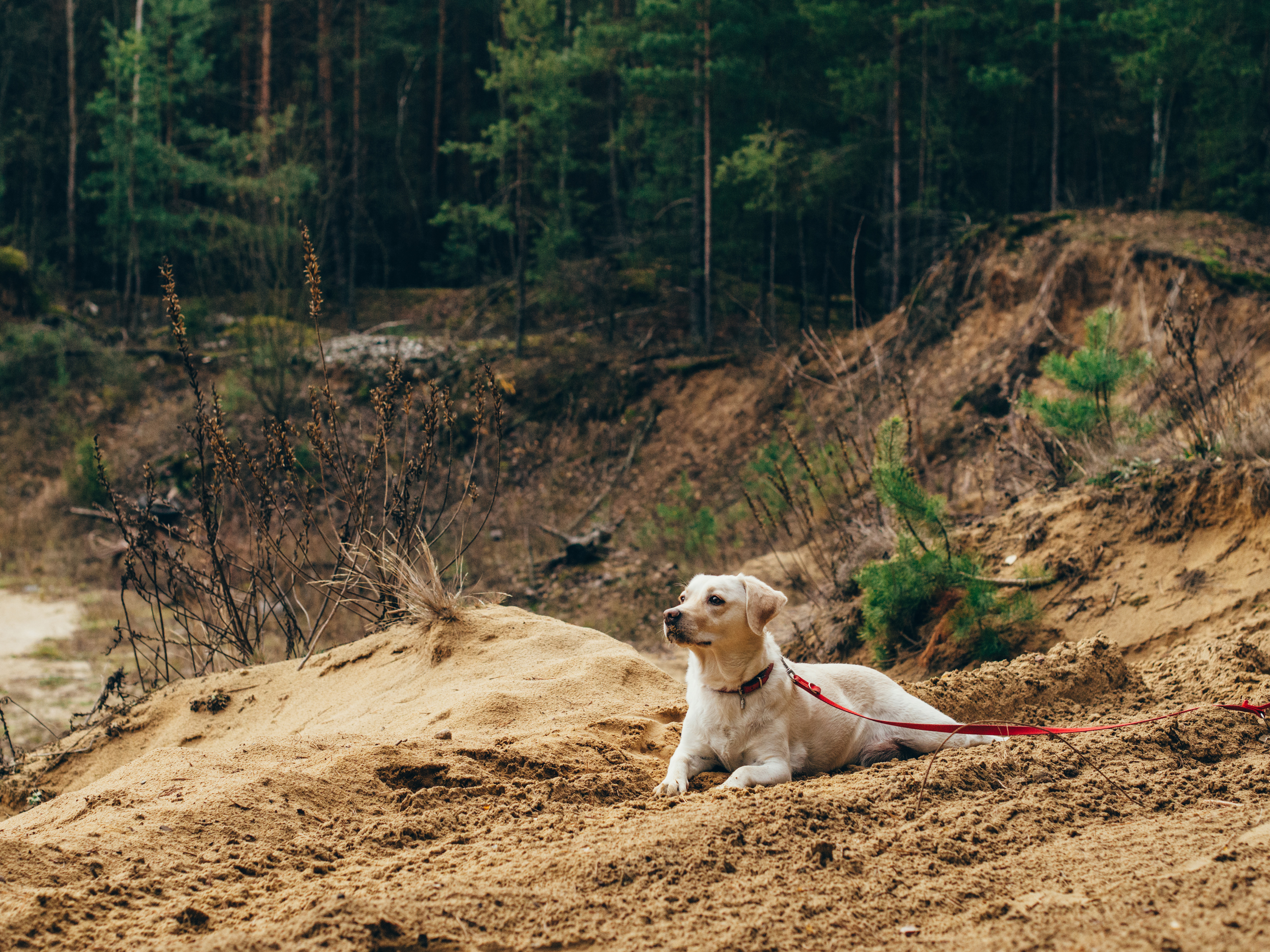 Handy-Wallpaper Tiere, Hund, Leine, Bummel, Spaziergang, Sand kostenlos herunterladen.
