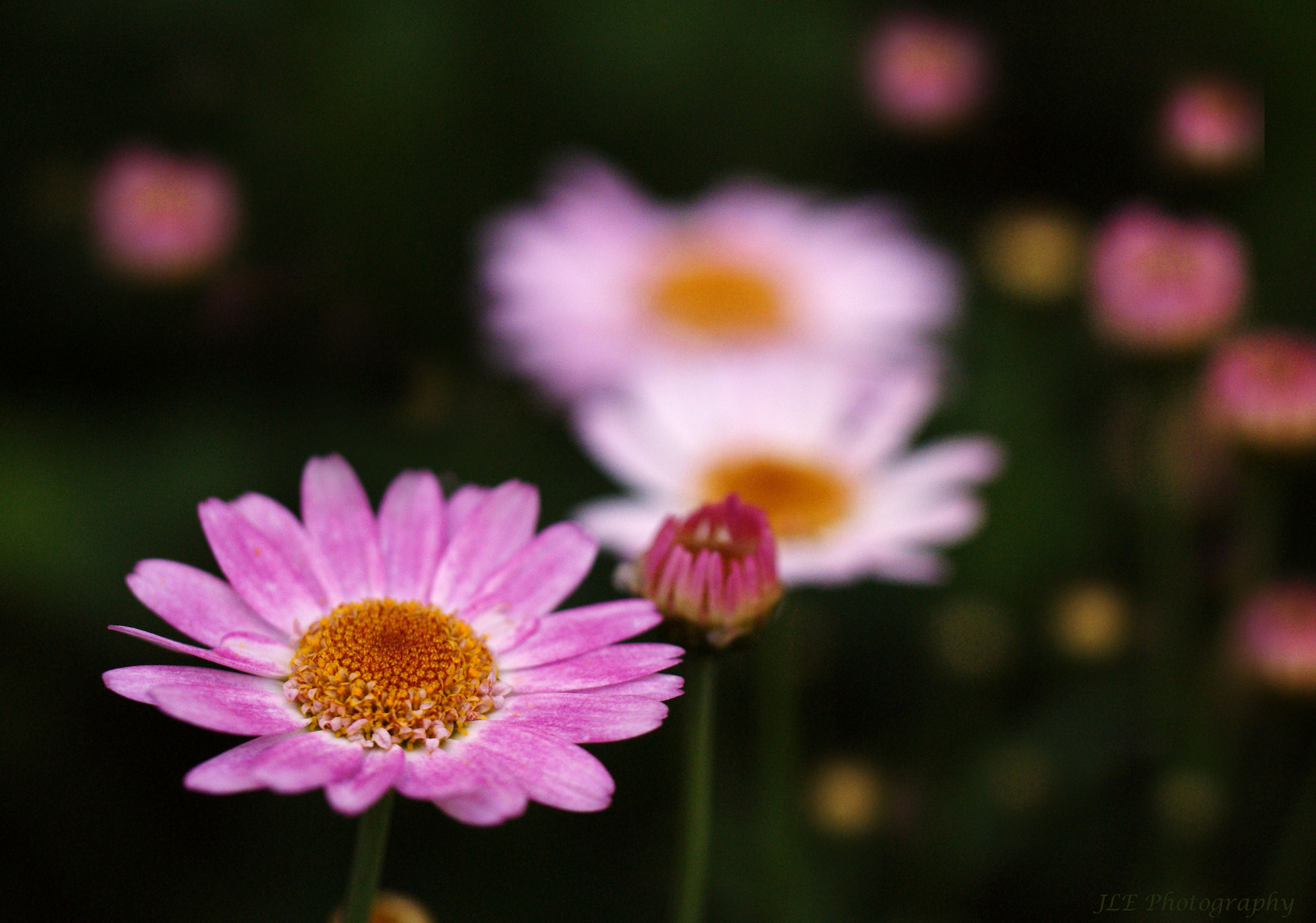 Download mobile wallpaper Nature, Flowers, Flower, Blur, Earth, Daisy, Pink Flower for free.