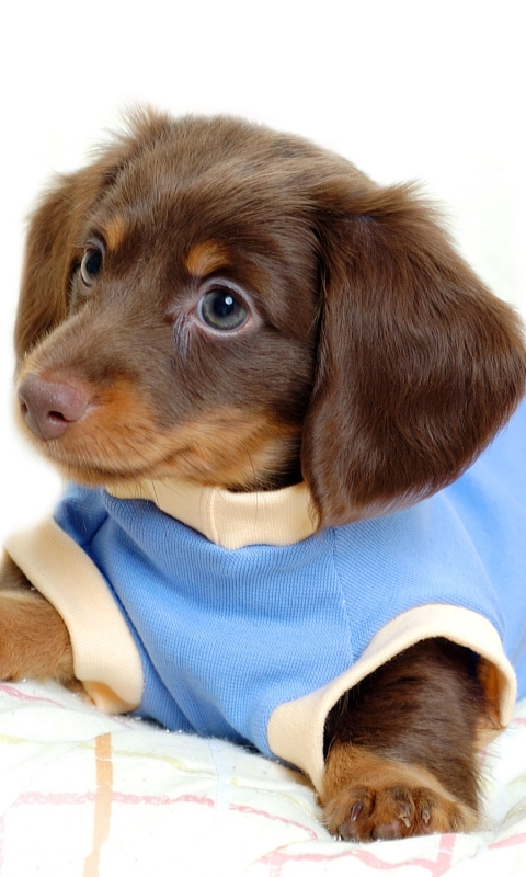 Download mobile wallpaper Dogs, Animal, Puppy, Dachshund, Baby Animal for free.