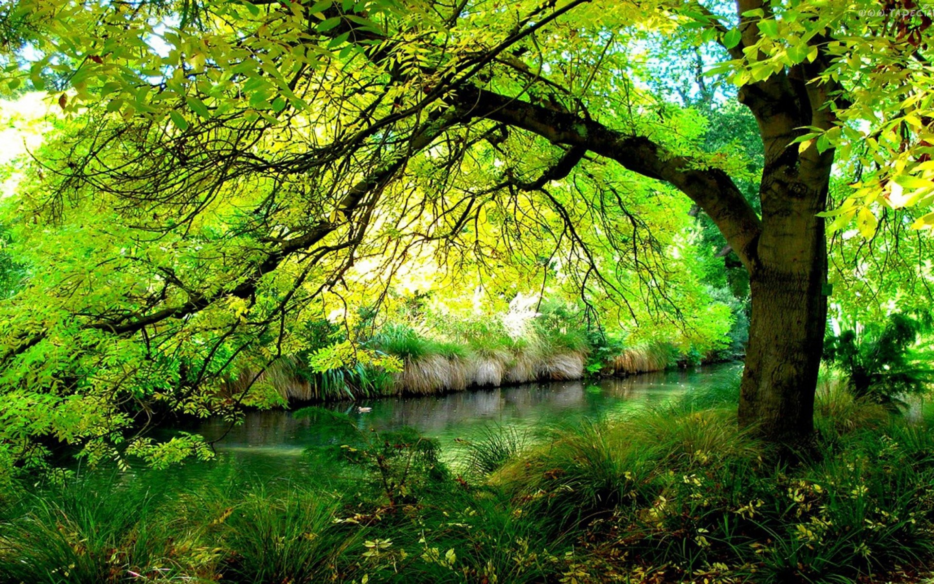 Скачать обои бесплатно Река, Лес, Дерево, Ветка, Зеленый, Земля/природа картинка на рабочий стол ПК