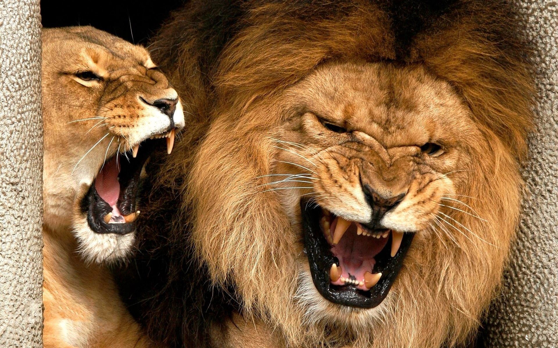 無料モバイル壁紙ライオン, 侵略, グリン, ライオネス, 雌ライオン, たてがみ, 鬣, 動物, にやにや, 怒りをダウンロードします。