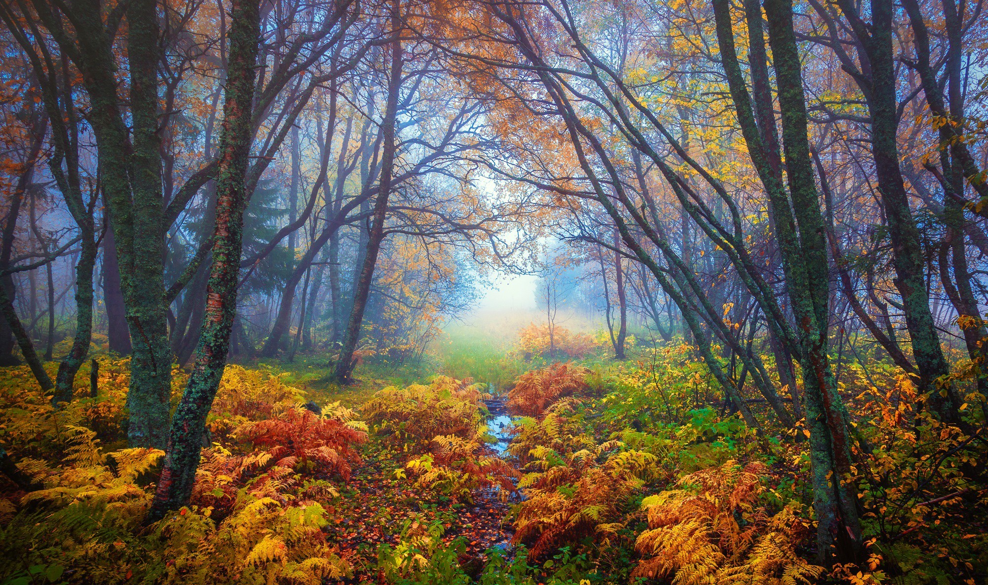 Скачать картинку Осень, Лес, Туман, Земля/природа в телефон бесплатно.