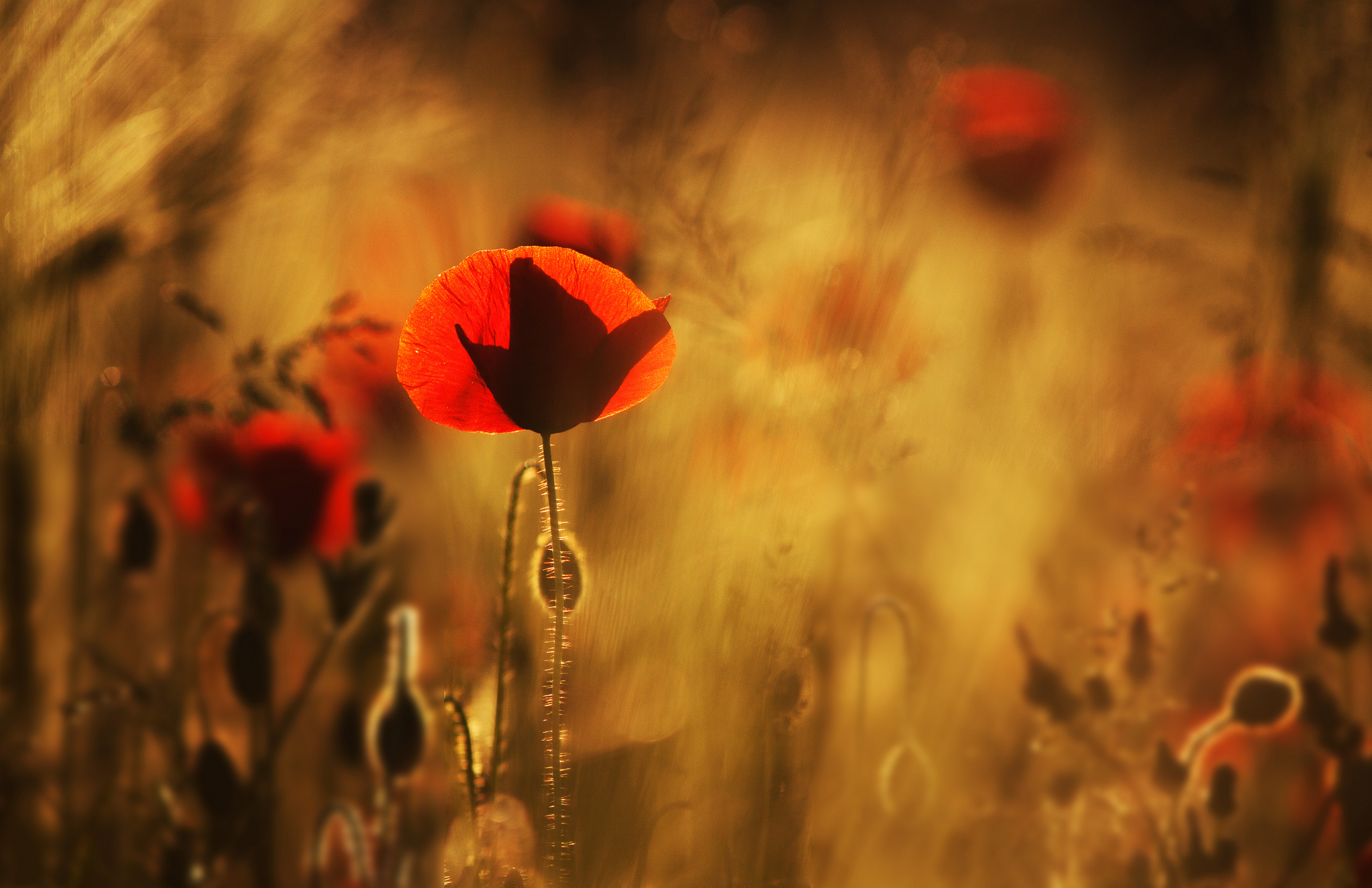 Free download wallpaper Flowers, Earth, Poppy on your PC desktop