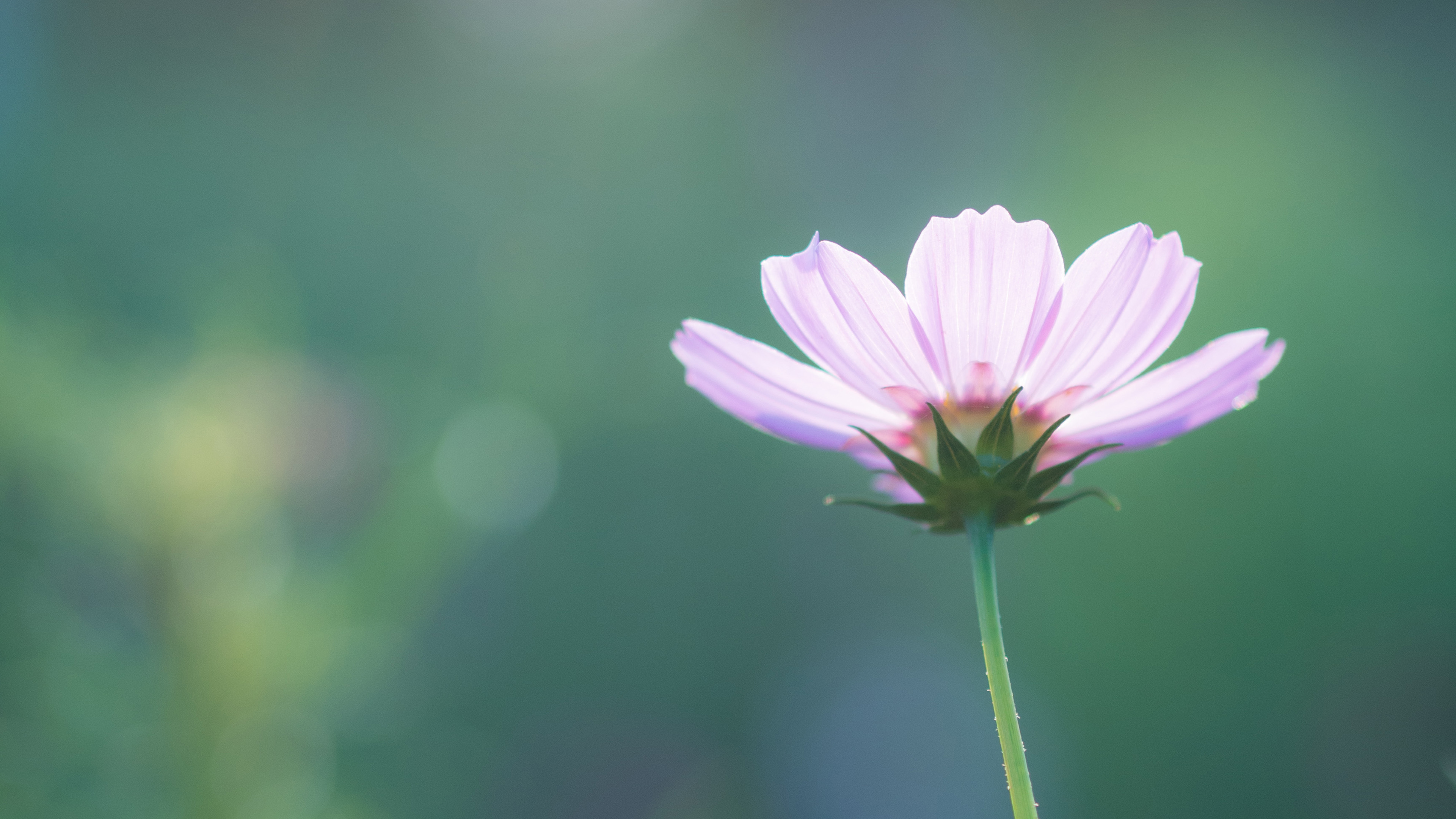 Téléchargez gratuitement l'image Fleurs, Fleur, Terre/nature sur le bureau de votre PC