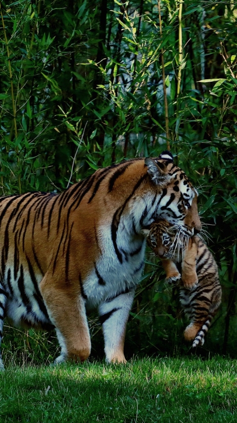 Descarga gratuita de fondo de pantalla para móvil de Animales, Gatos, Tigre, Cachorro, Bebe Animal.