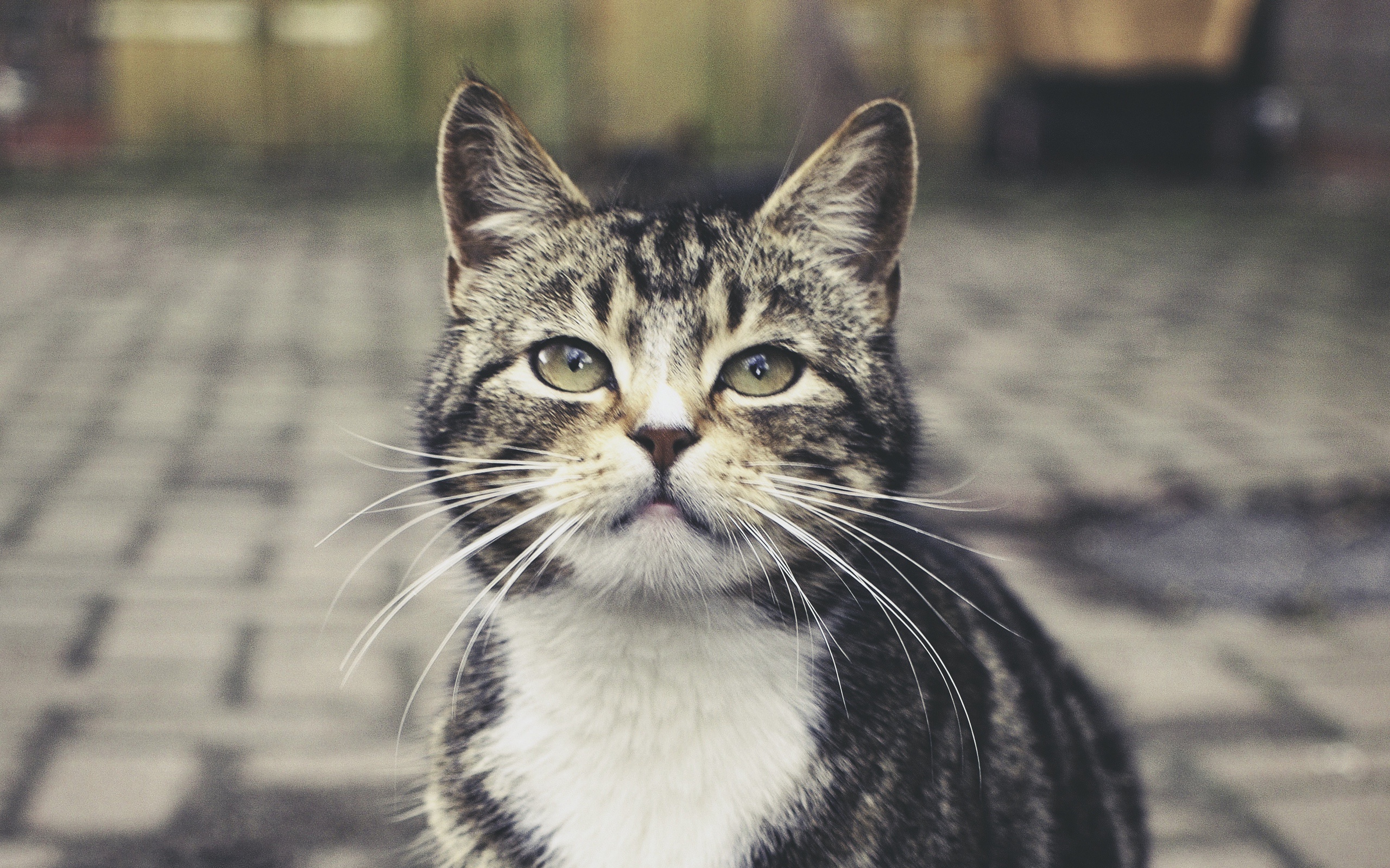 Baixe gratuitamente a imagem Animais, Gatos, Gato na área de trabalho do seu PC